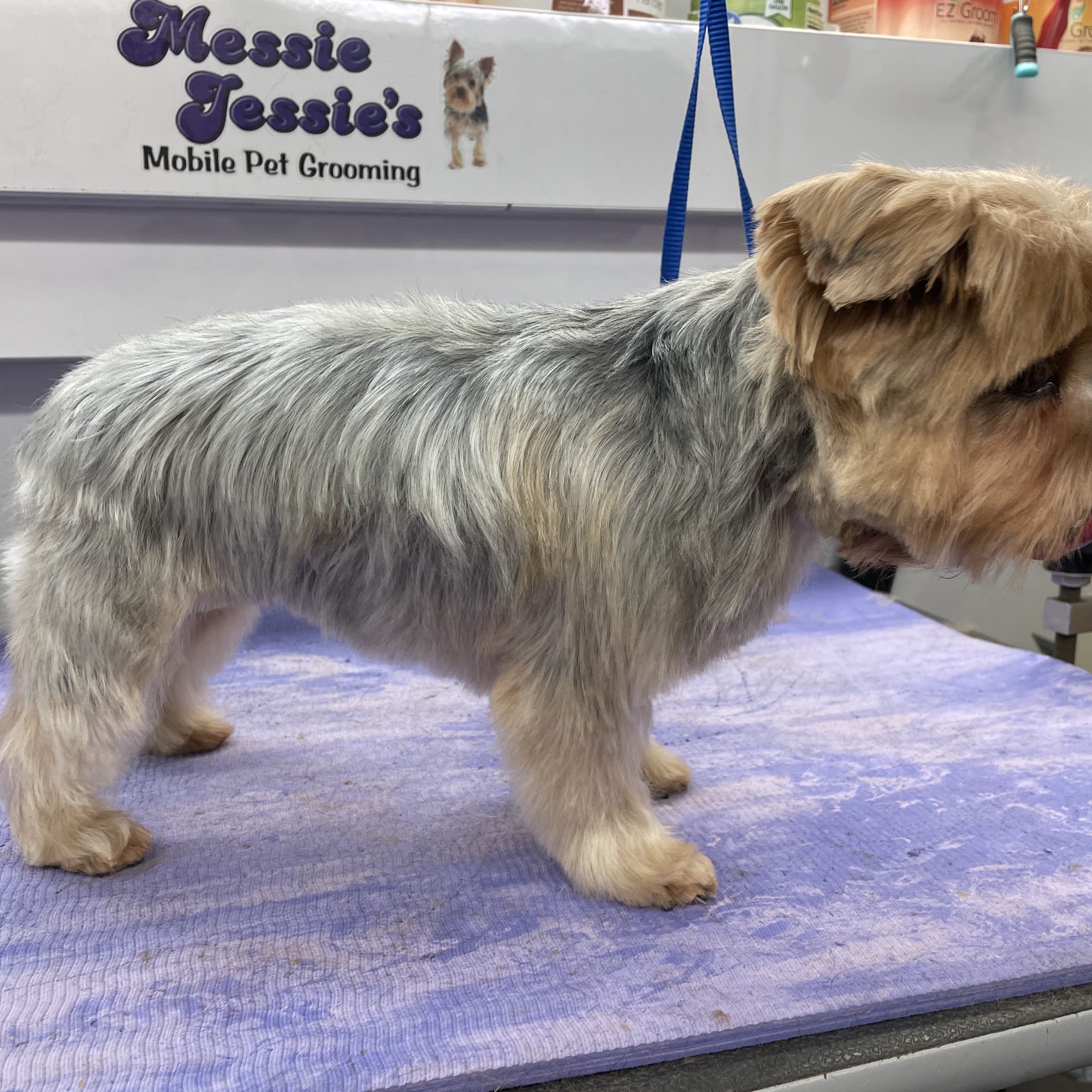 Messie Jessie’s Mobile Grooming Belton