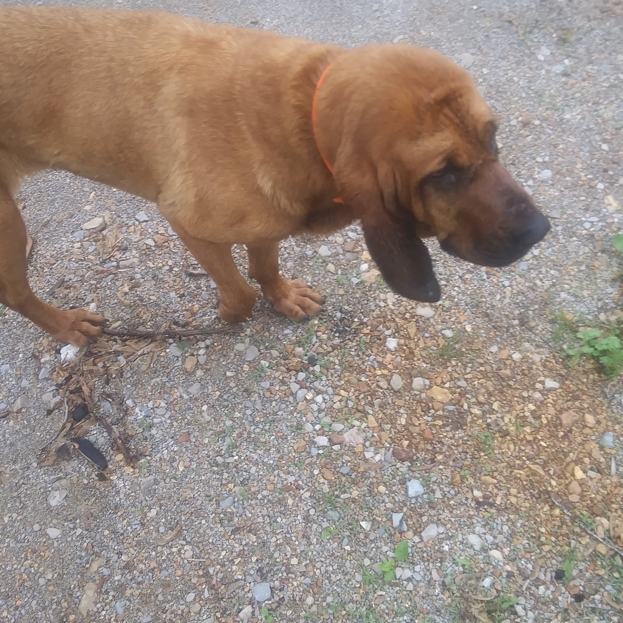 Eleven Point Equine Clinic Birch Tree