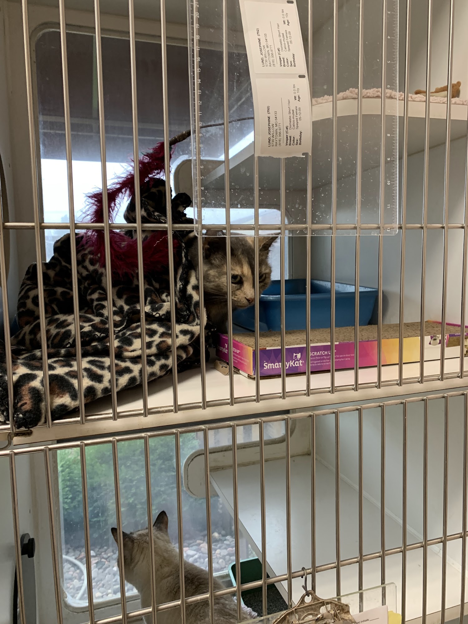 Blue Springs Animal Hospital & Pet Resort Blue Springs