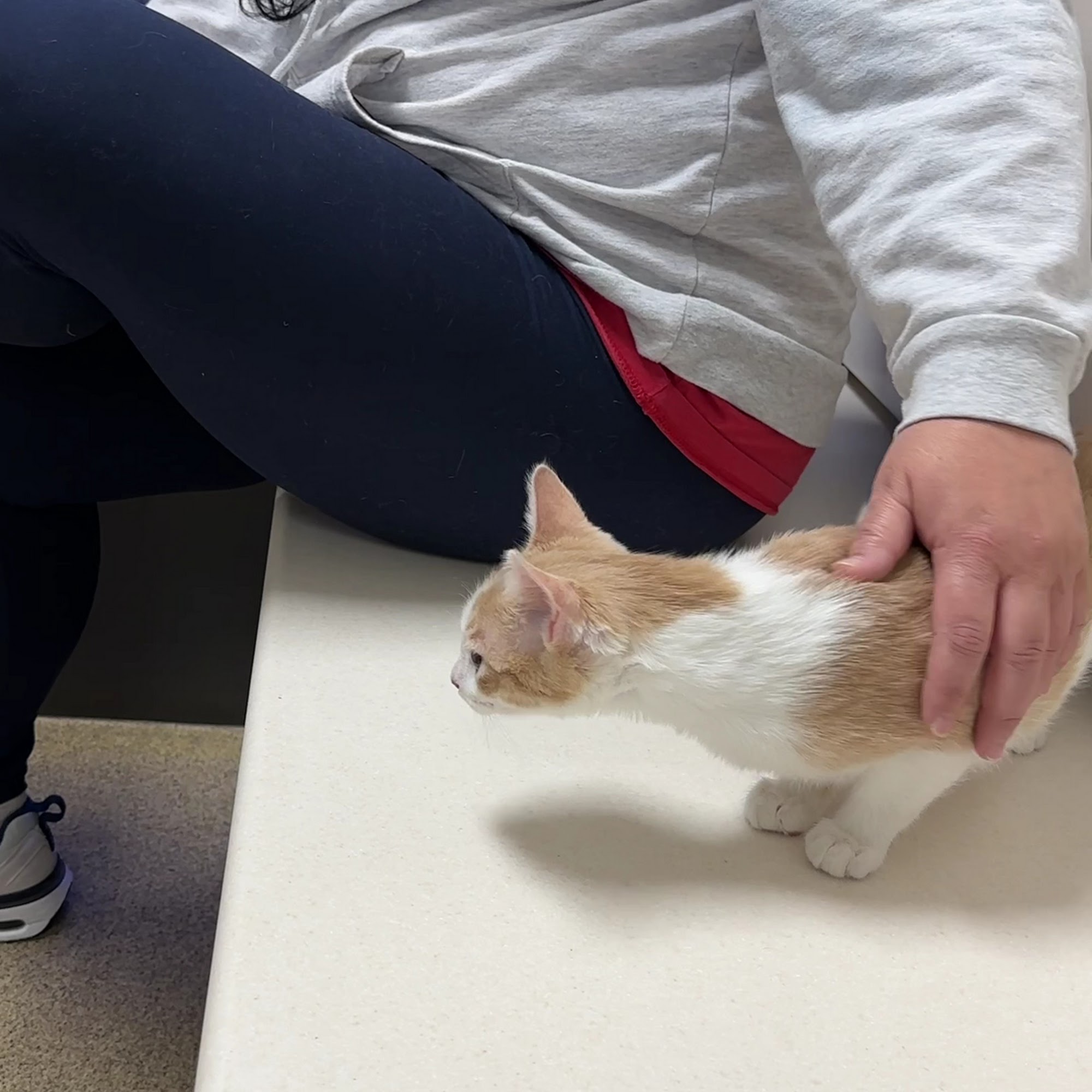 Blue Springs Animal Hospital & Pet Resort Blue Springs