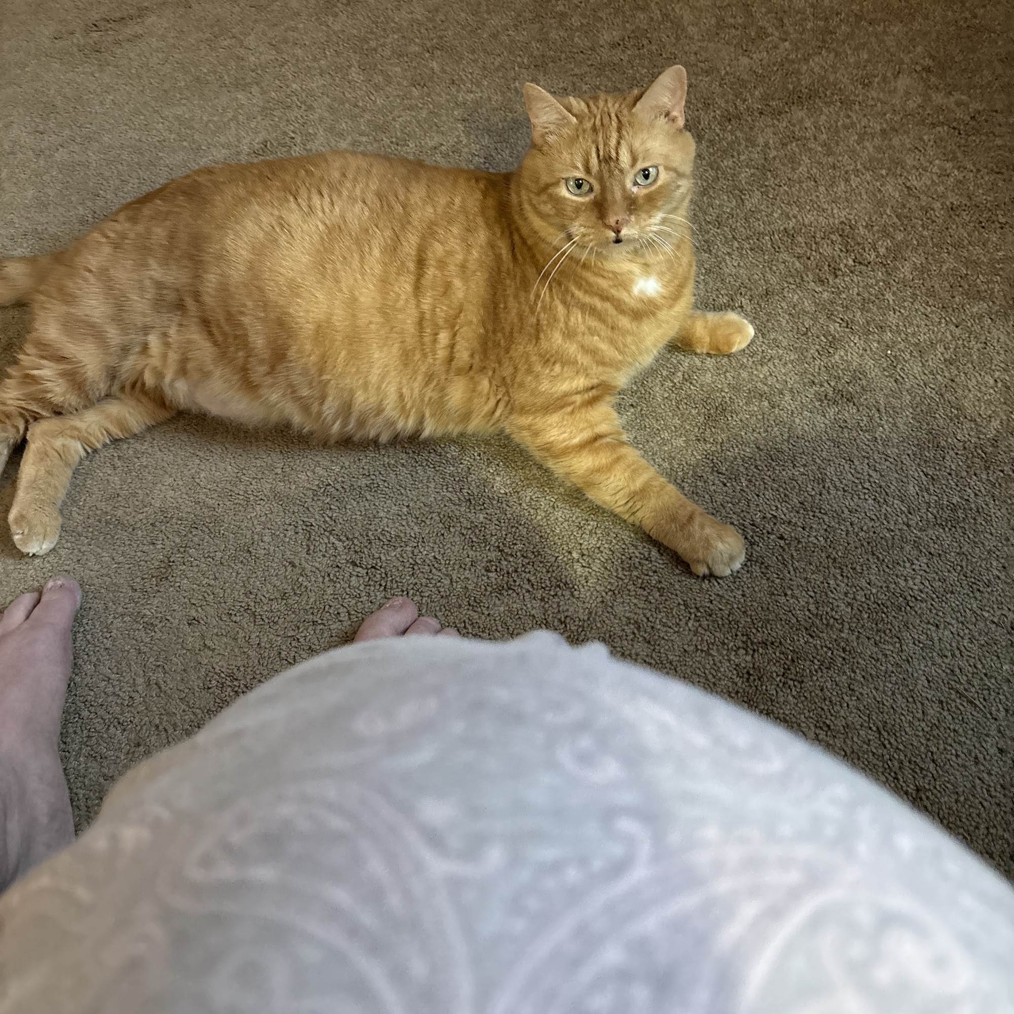 AniMed Animal Hospital Blue Springs