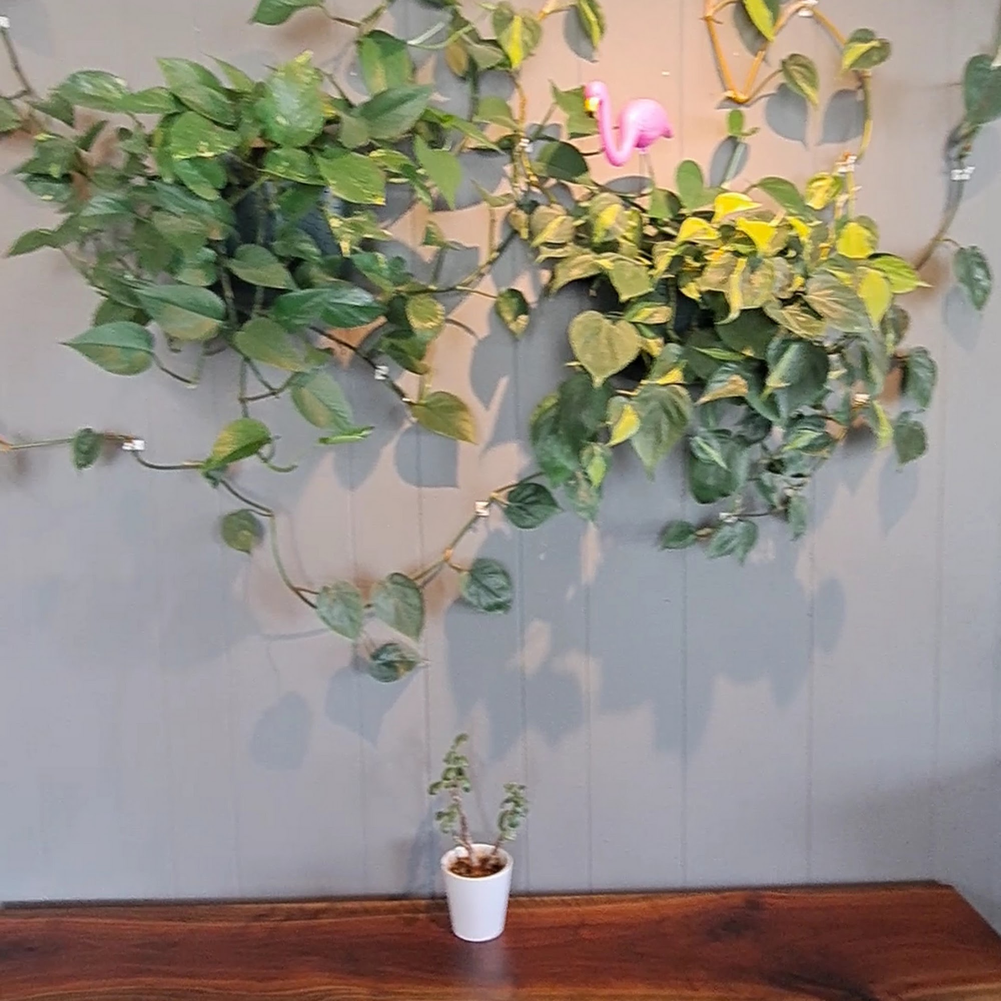 Scout Coffee Blue Springs