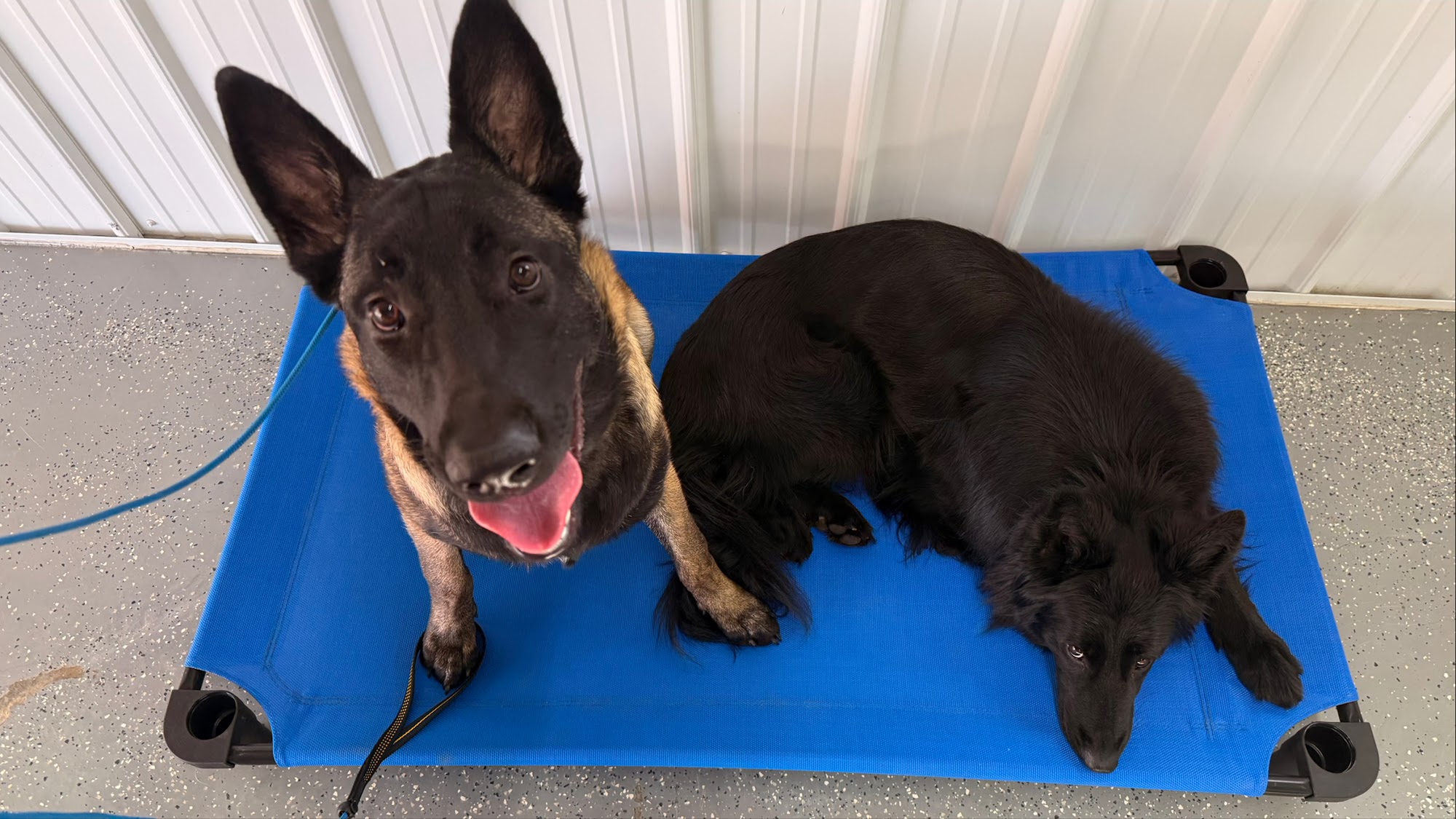 Lucky Lodge Dog Boarding Blue Springs