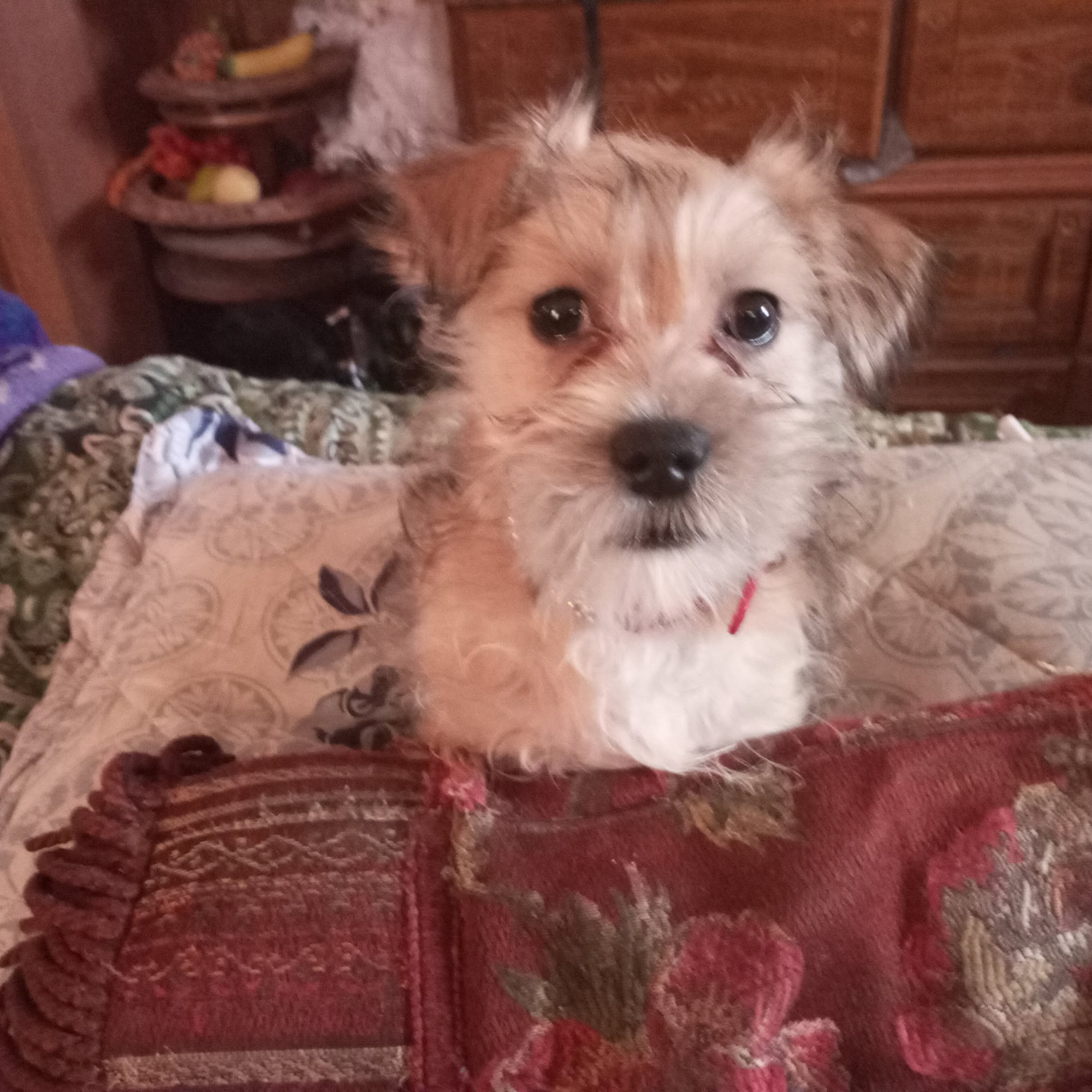 Dennis Hood, DVM Bolivar