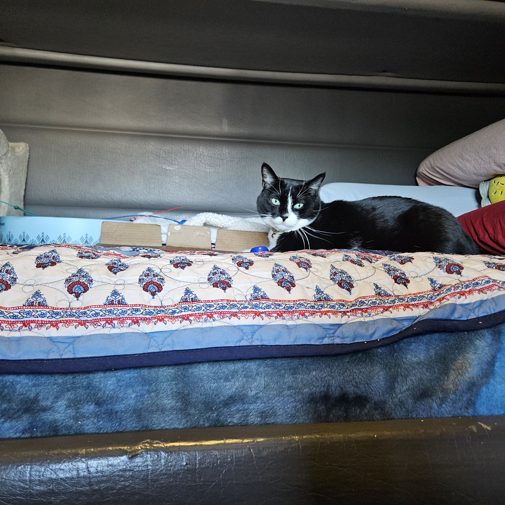 Bolivar Pet Hospital Bolivar