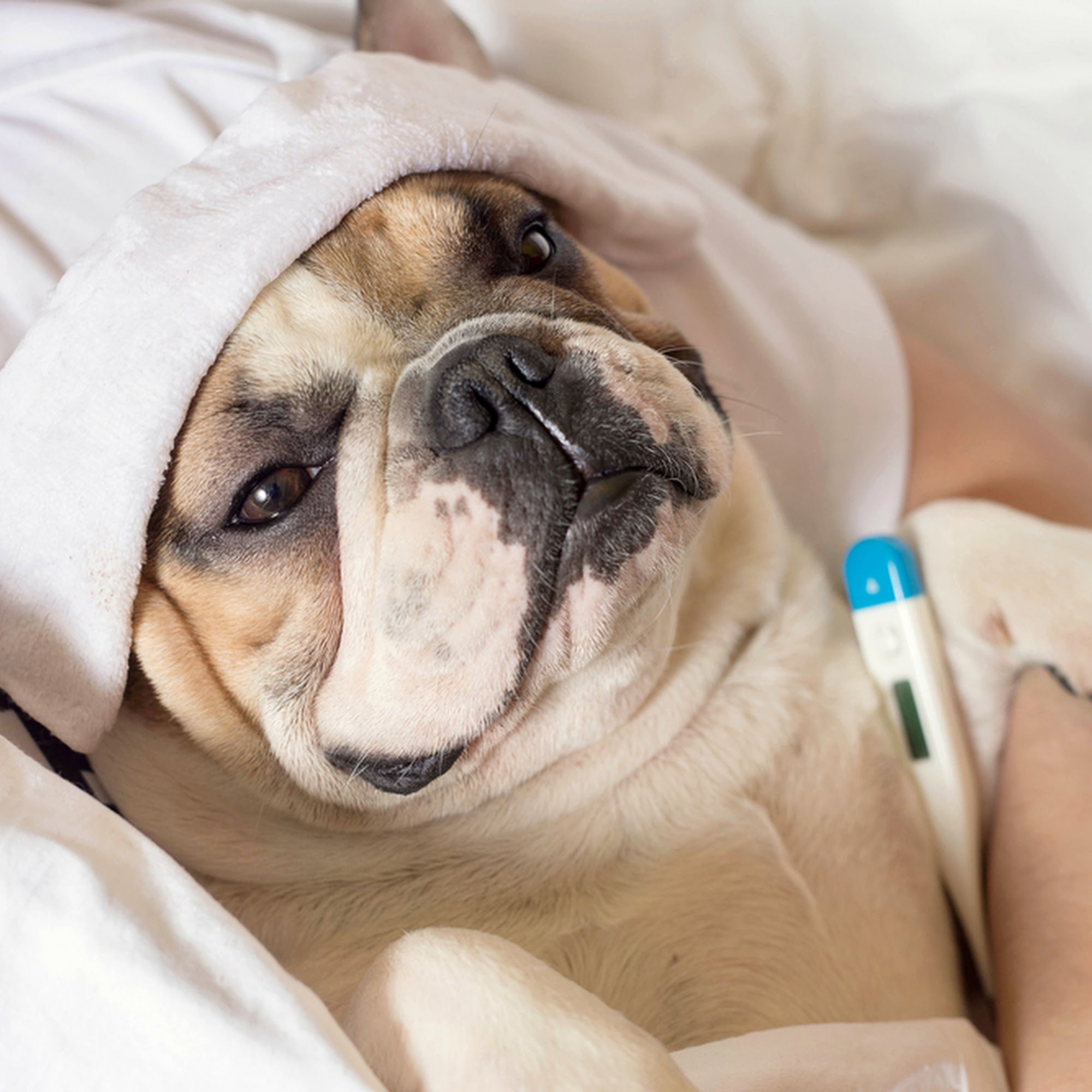 Animal Care Clinic of Bolivar Bolivar