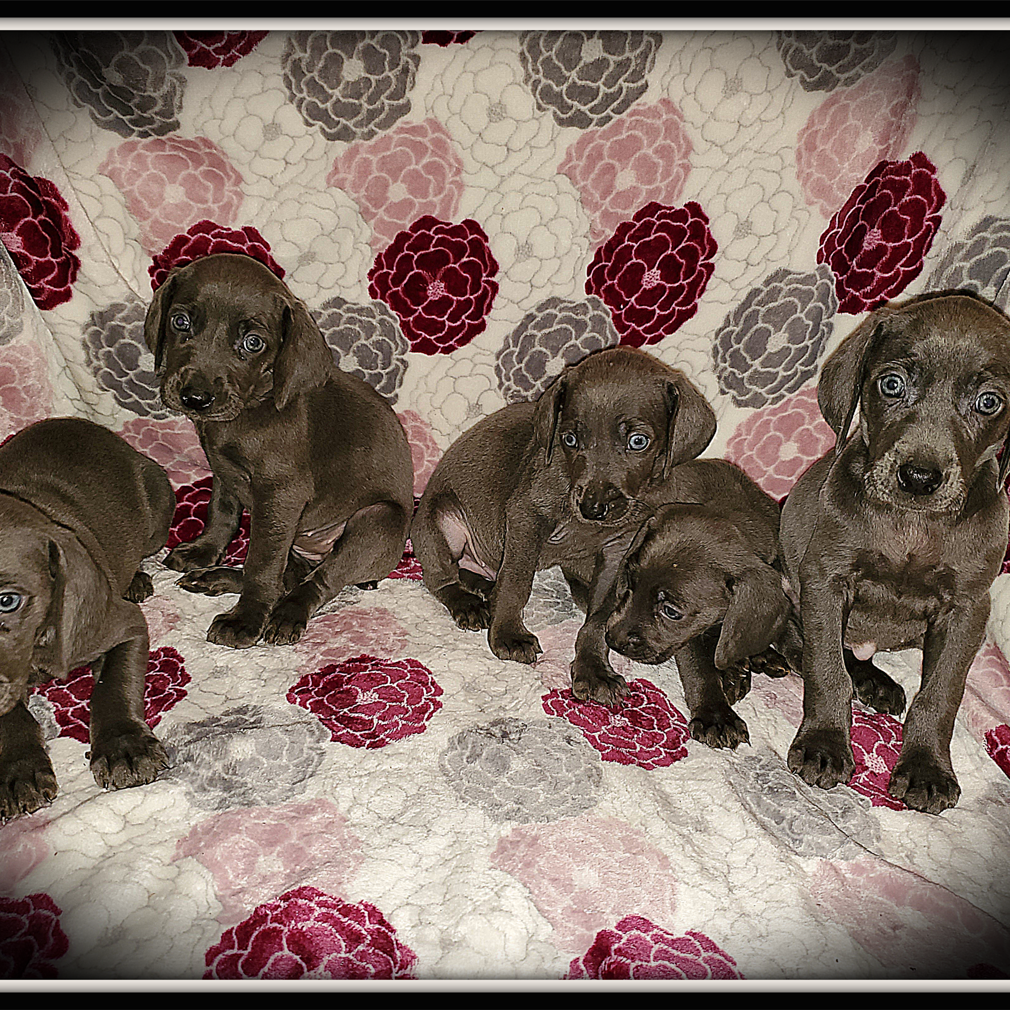 Blue Ridge Weimaraners Bolivar