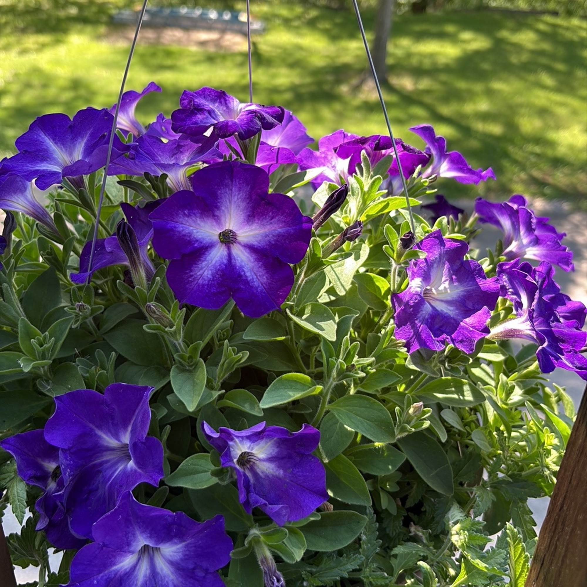 Stanaway Greenhouse & Landscaping Supply
