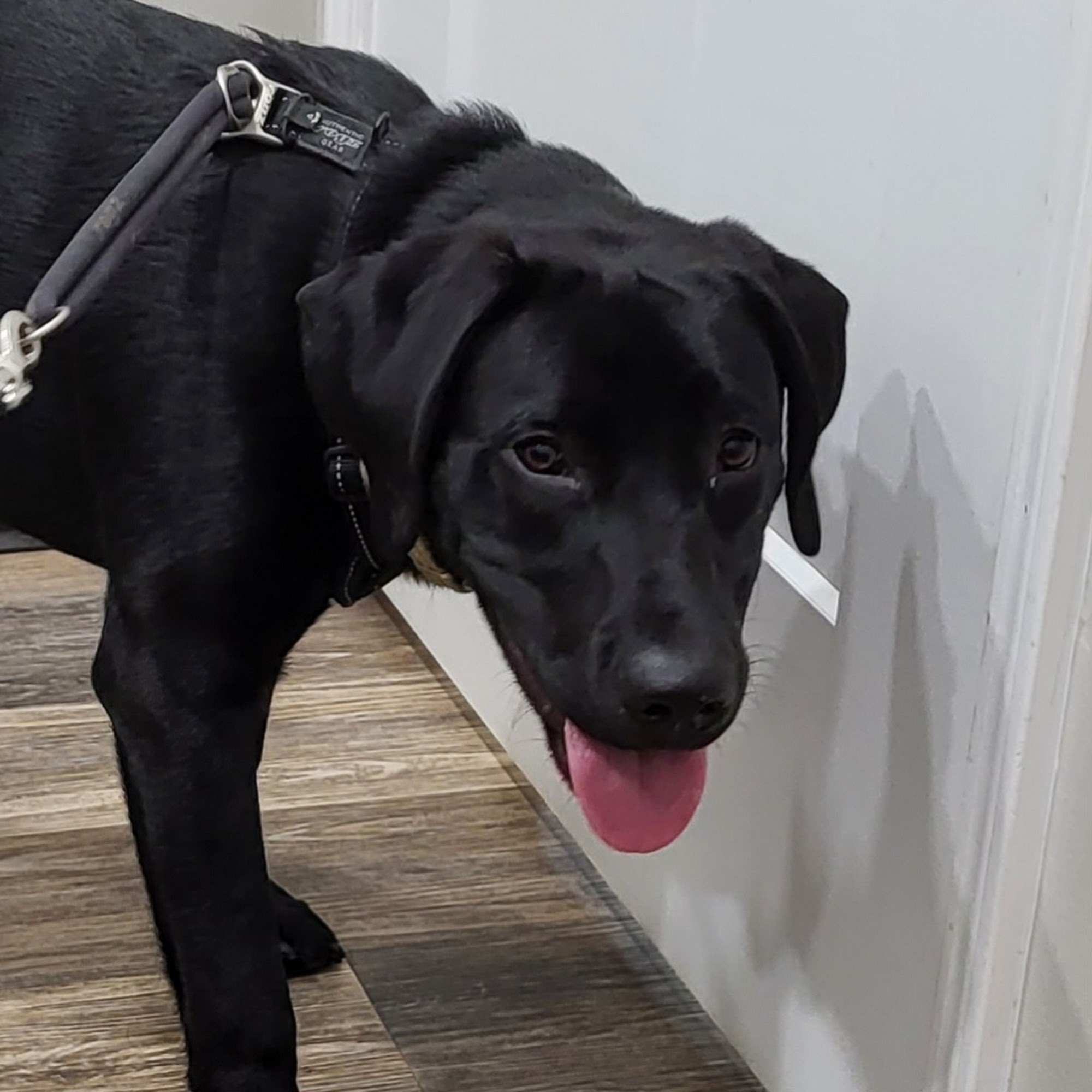 Bowling Green Veterinary Clinic Bowling Green