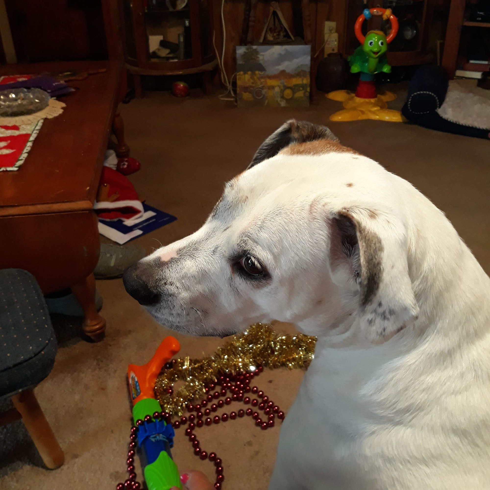 Split Rail Animal Clinic Ltd Bowling Green