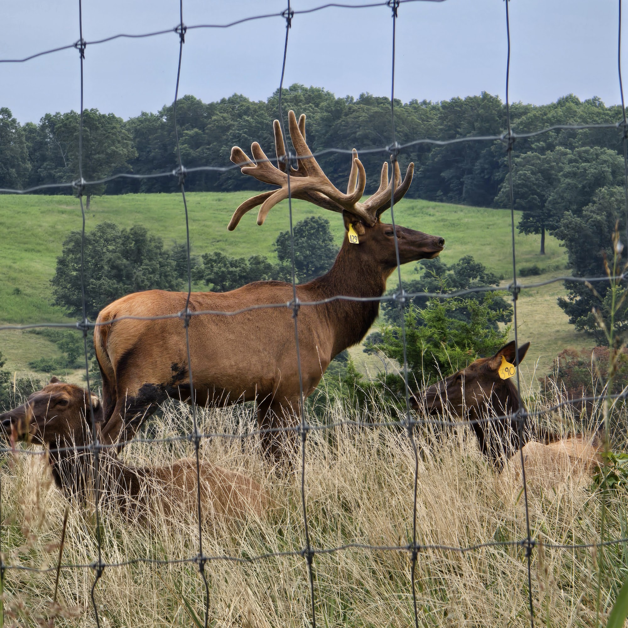 Beaver Creek Elk & Cattle Bradleyville