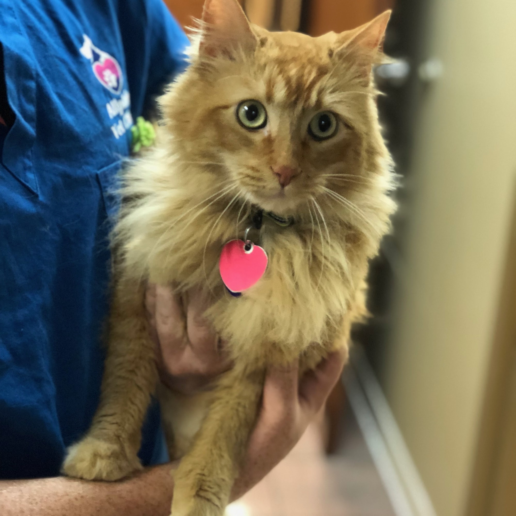 Allphin Veterinary Clinic Branson West