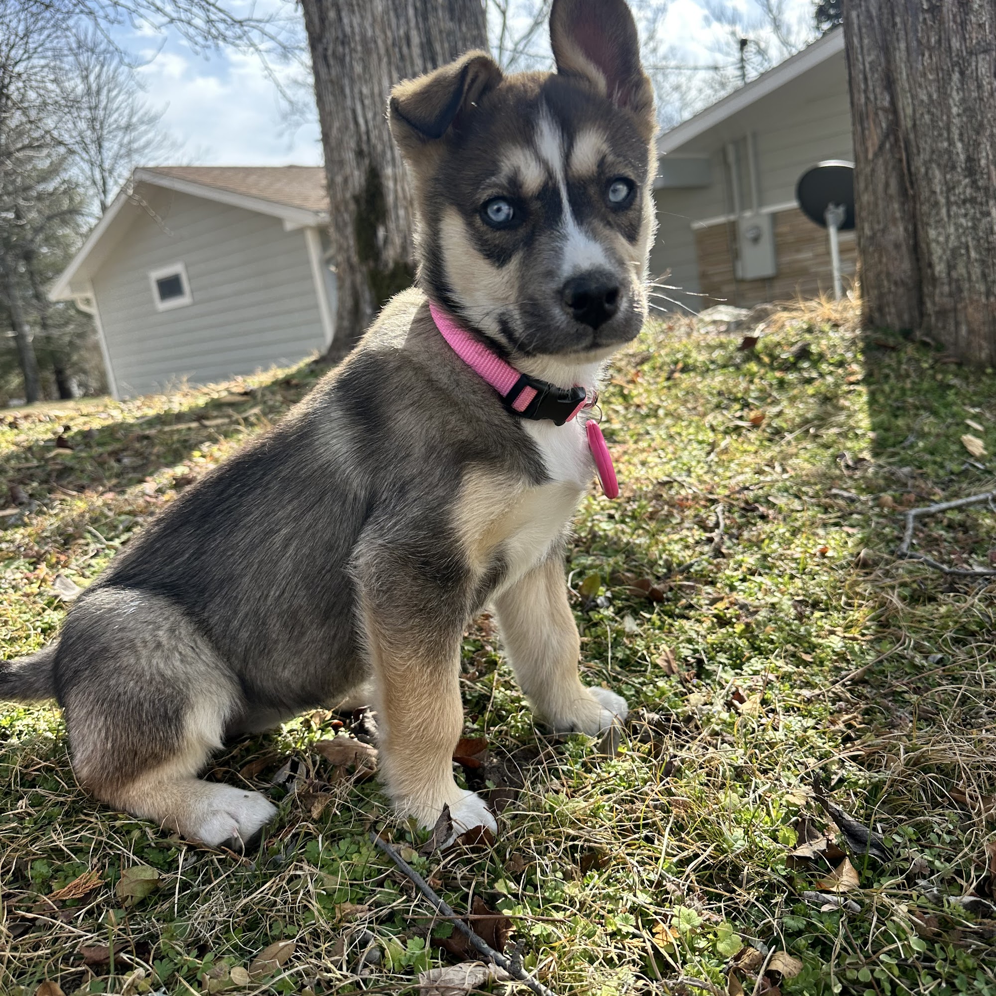 Branson Veterinary Hospital Branson