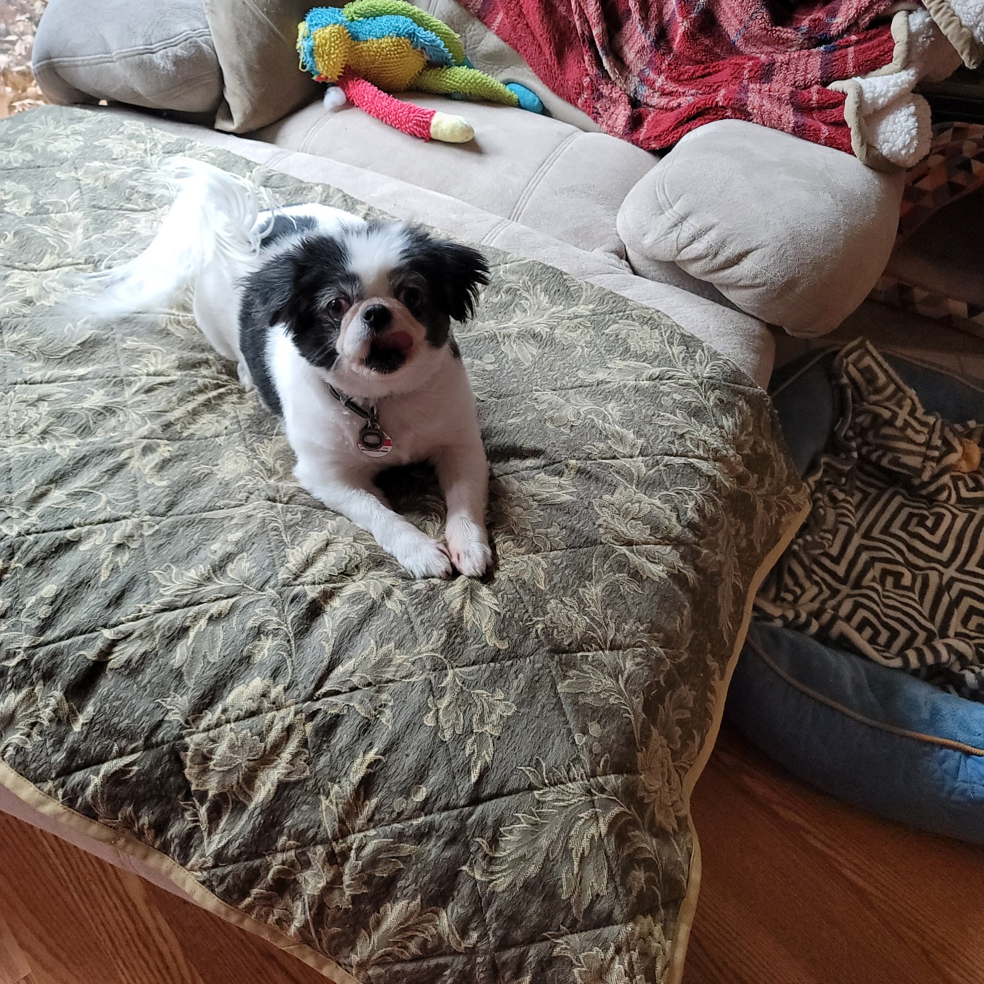 Branson Veterinary Hospital Branson