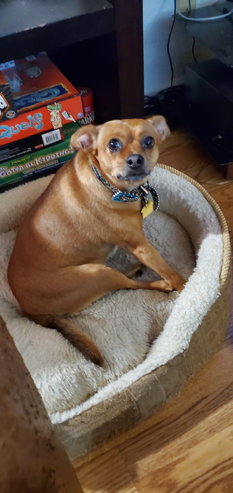 Branson Humane Society Branson