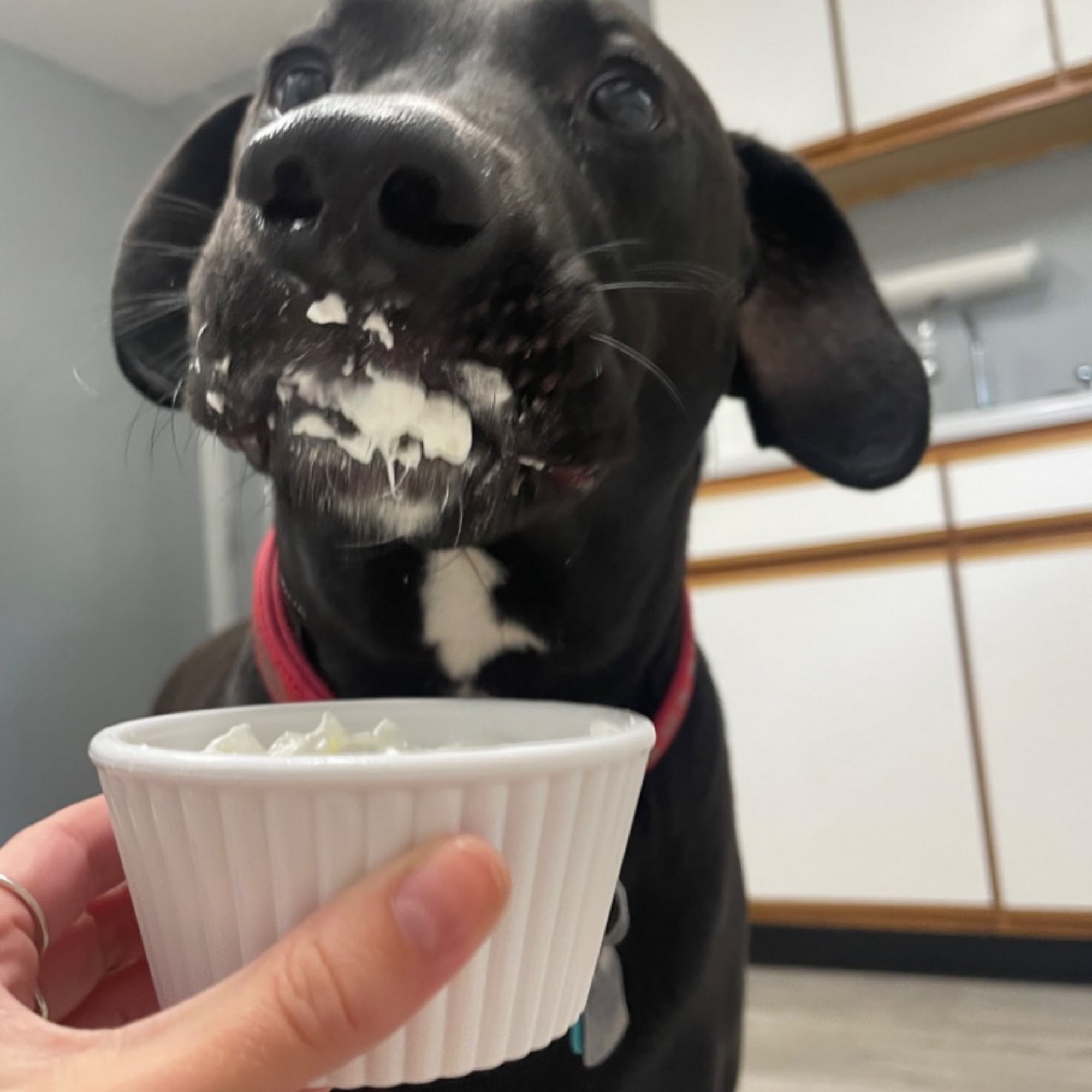 Branson Pet Resort Branson