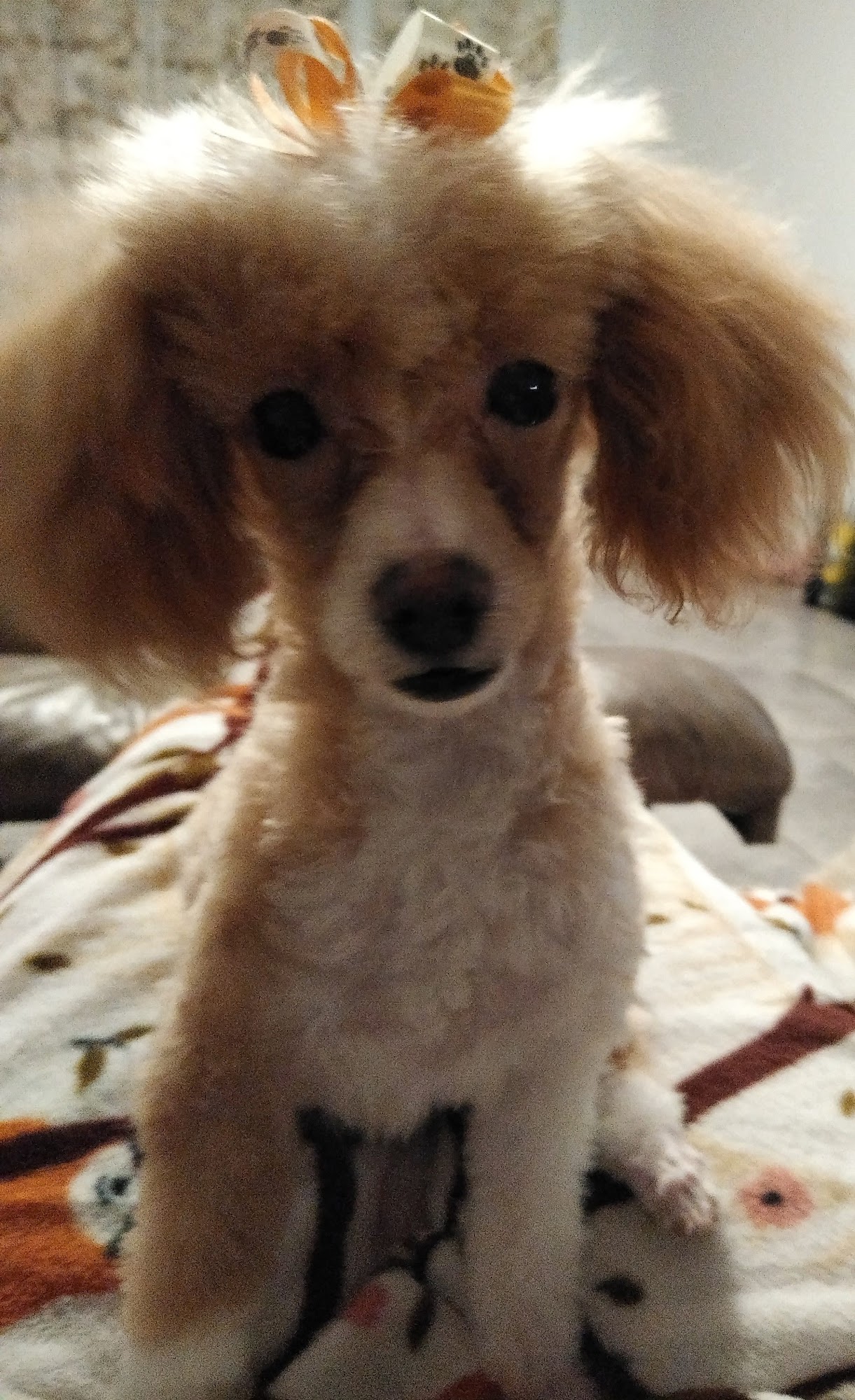 Talk To the Paw Pet Spa Branson