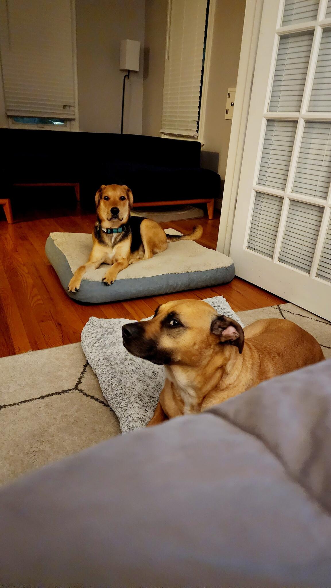 STL Happy Dogs, LLC Brentwood
