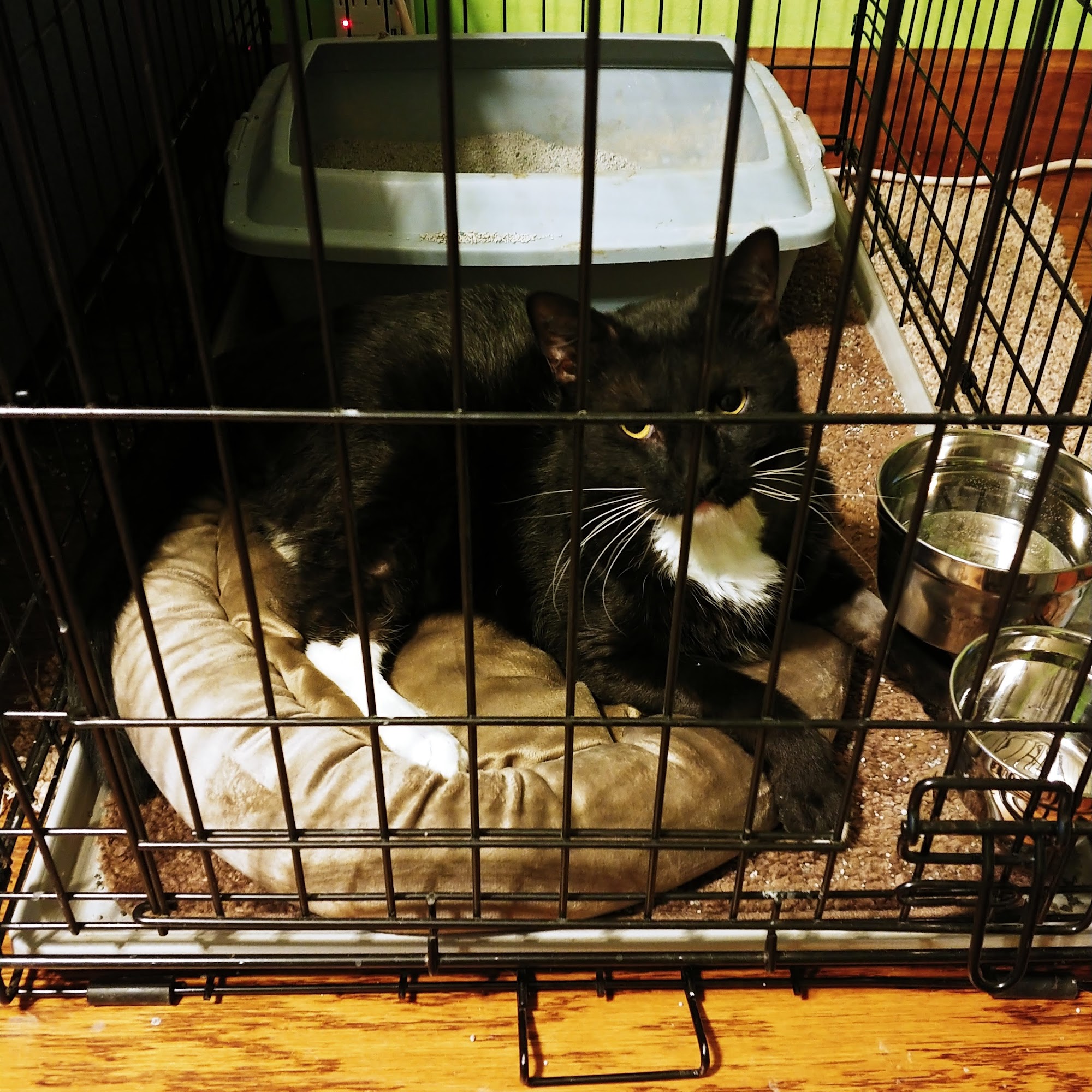 Associated Veterinary Specialists Bridgeton