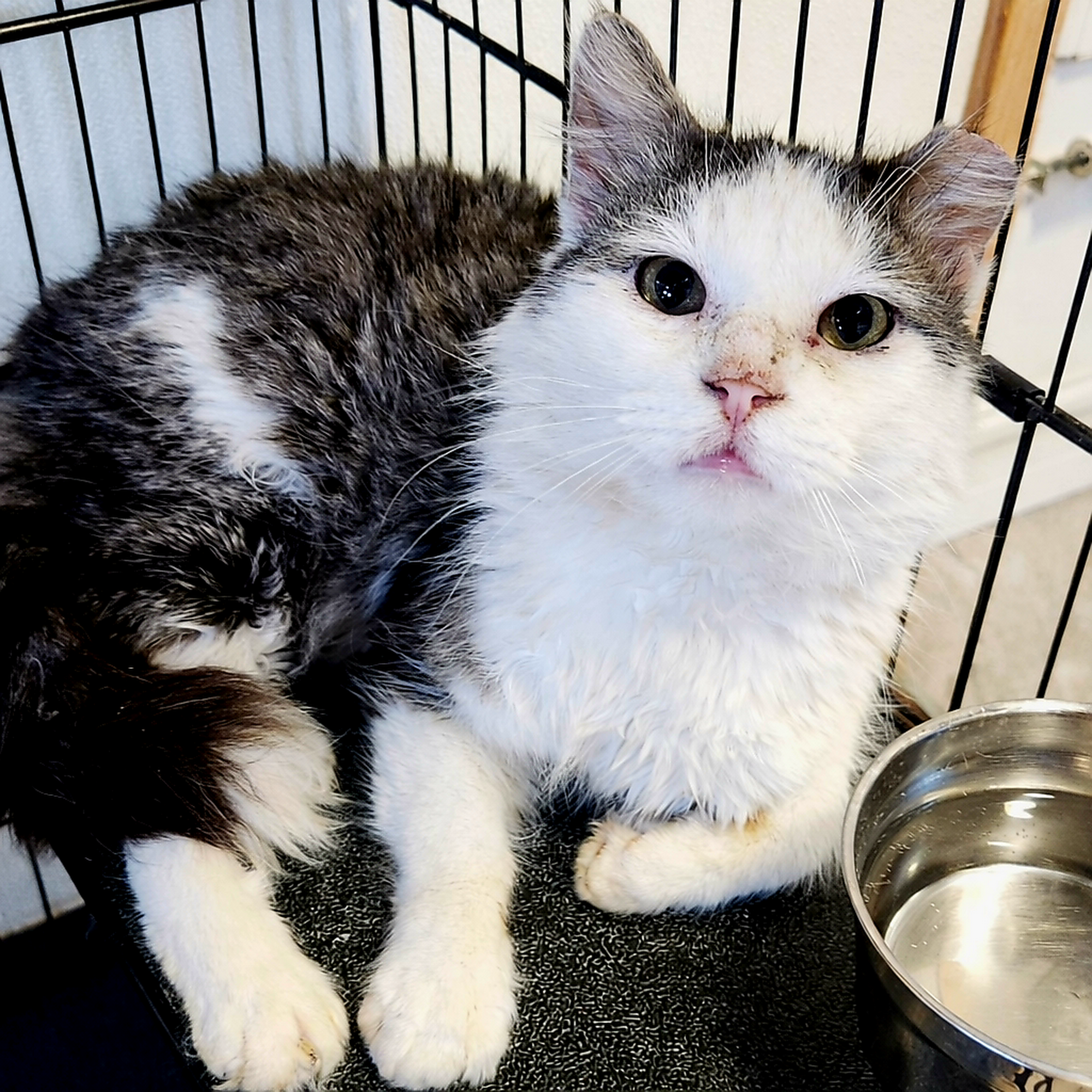 Eden Animal Haven Brighton