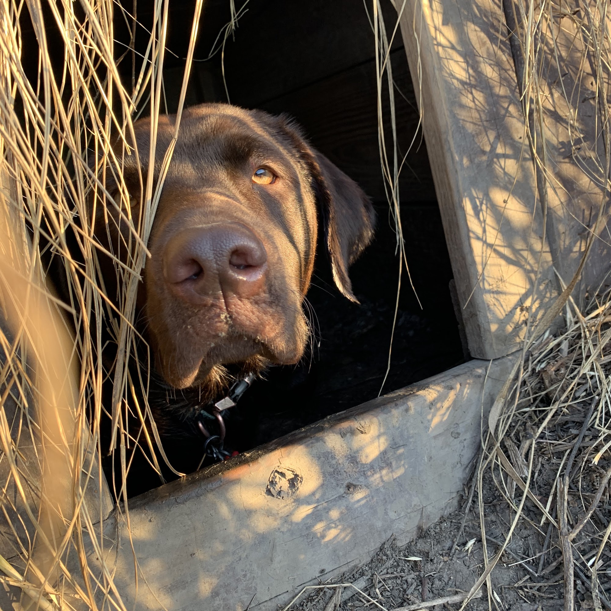 Montgomery Veterinary Clinic Brookfield