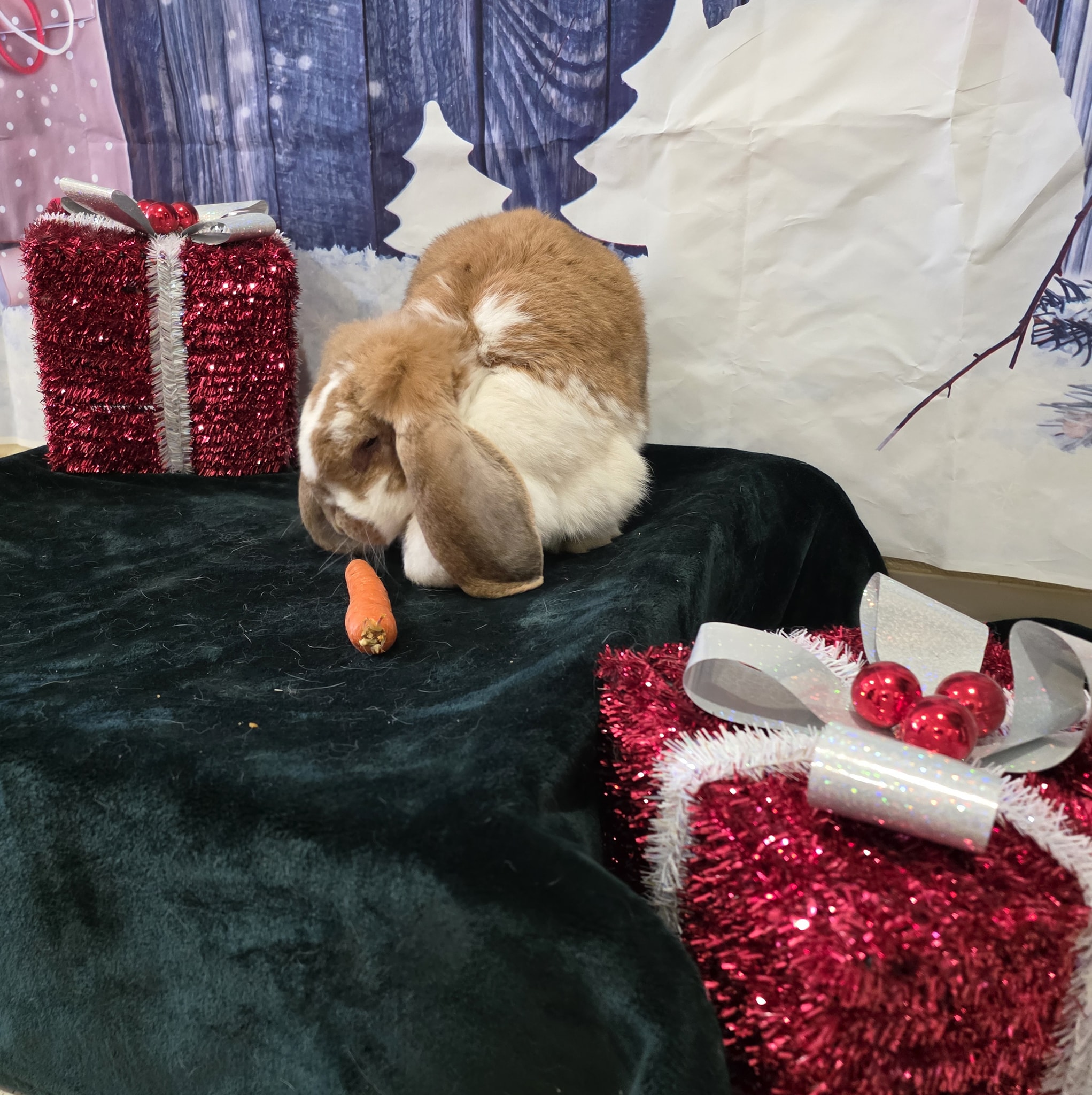 Countryside Kennels | Boarding and Dog Grooming Buffalo