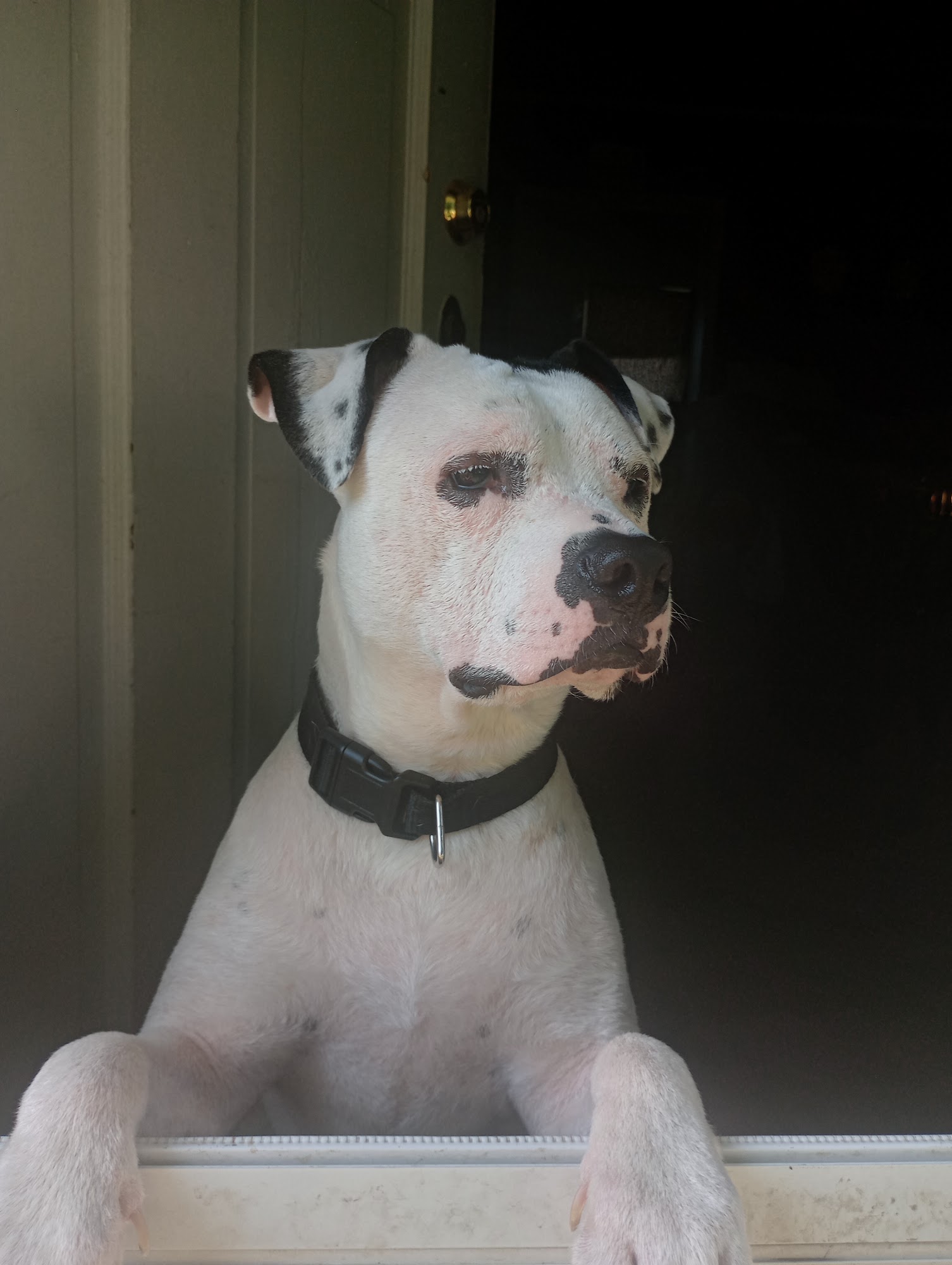 Butler Animal Clinic Inc Butler