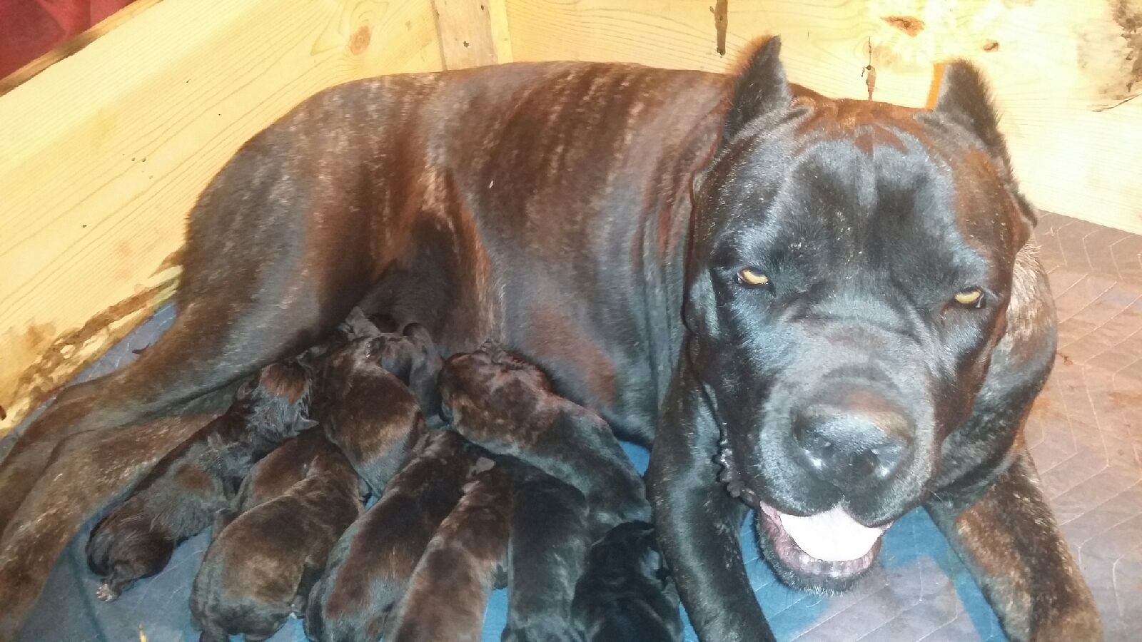 Bates County Veterinary Clinic Butler