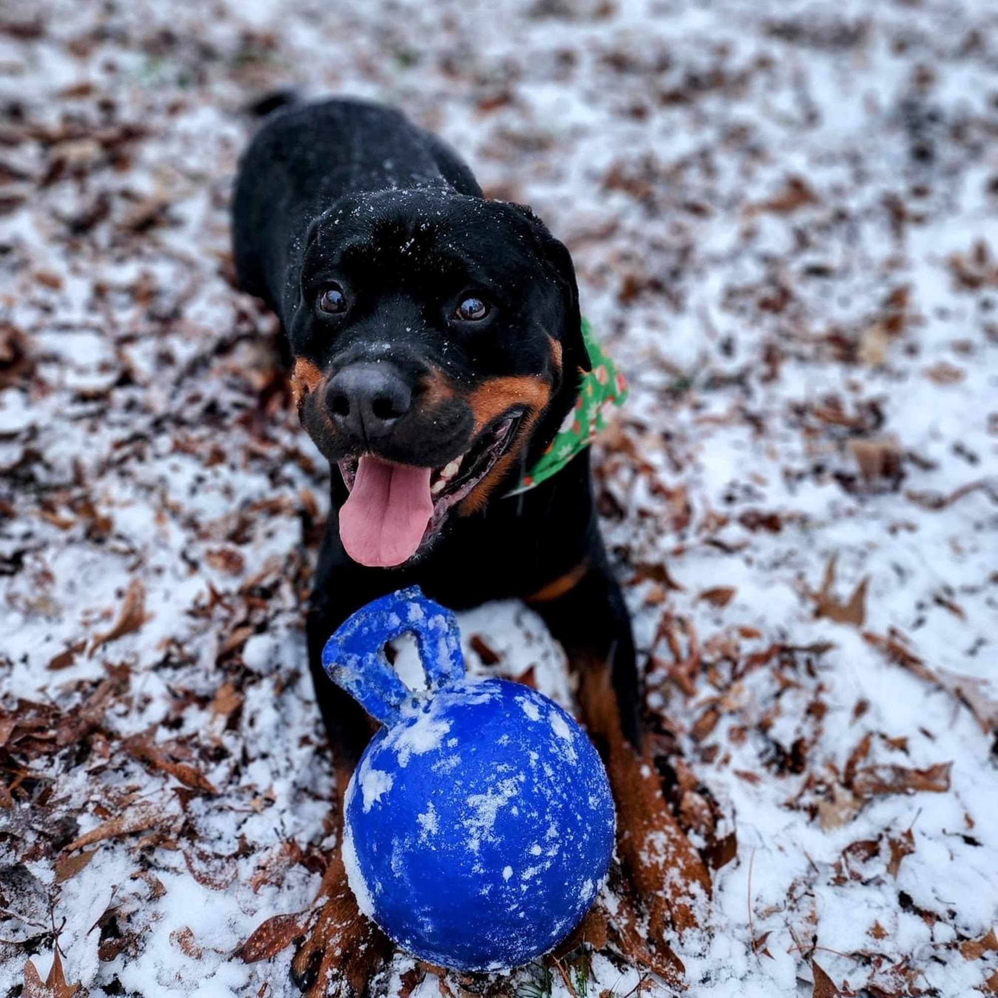 Bates County Veterinary Clinic Butler
