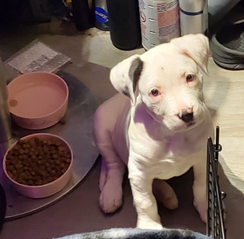 Lawson Animal Hospital LLC: Alicia Lawson Tolar, DVM Cadet