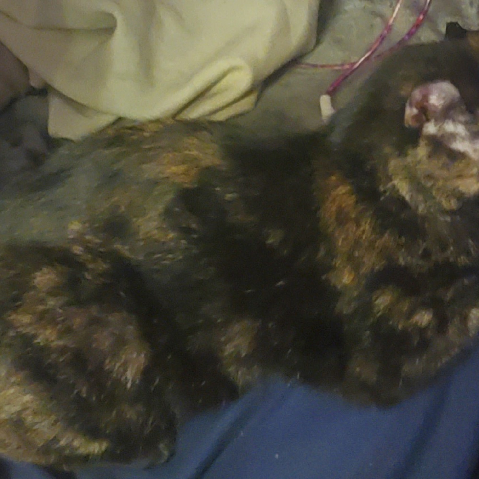 Lawson Animal Hospital LLC: Alicia Lawson Tolar, DVM Cadet