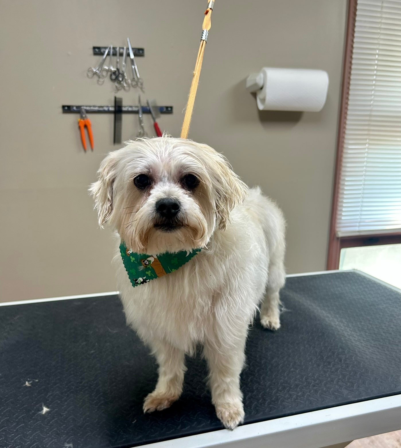 Coats & Tails Grooming California