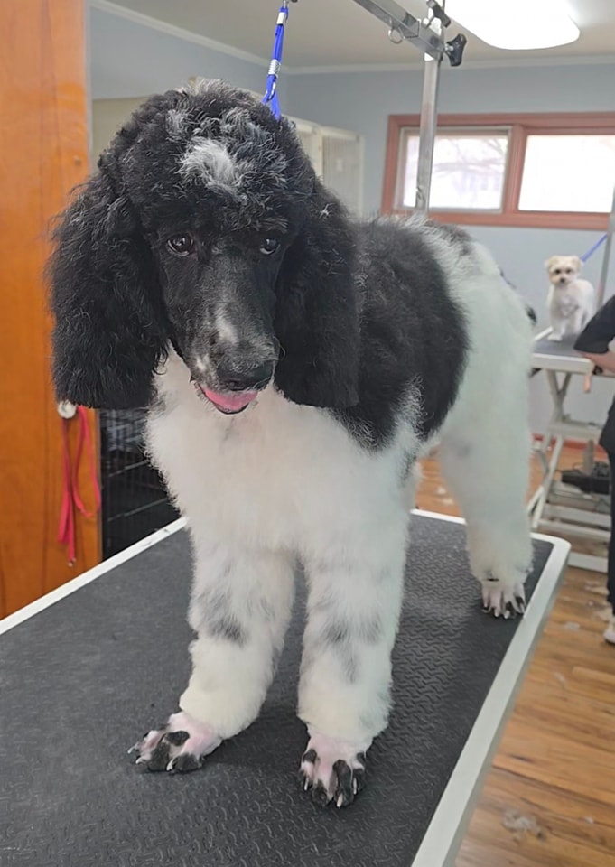 Coats & Tails Grooming California