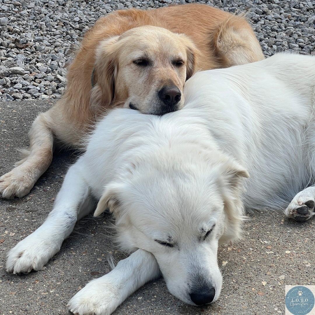 The Groom Room & DogHouse Daycare Camdenton