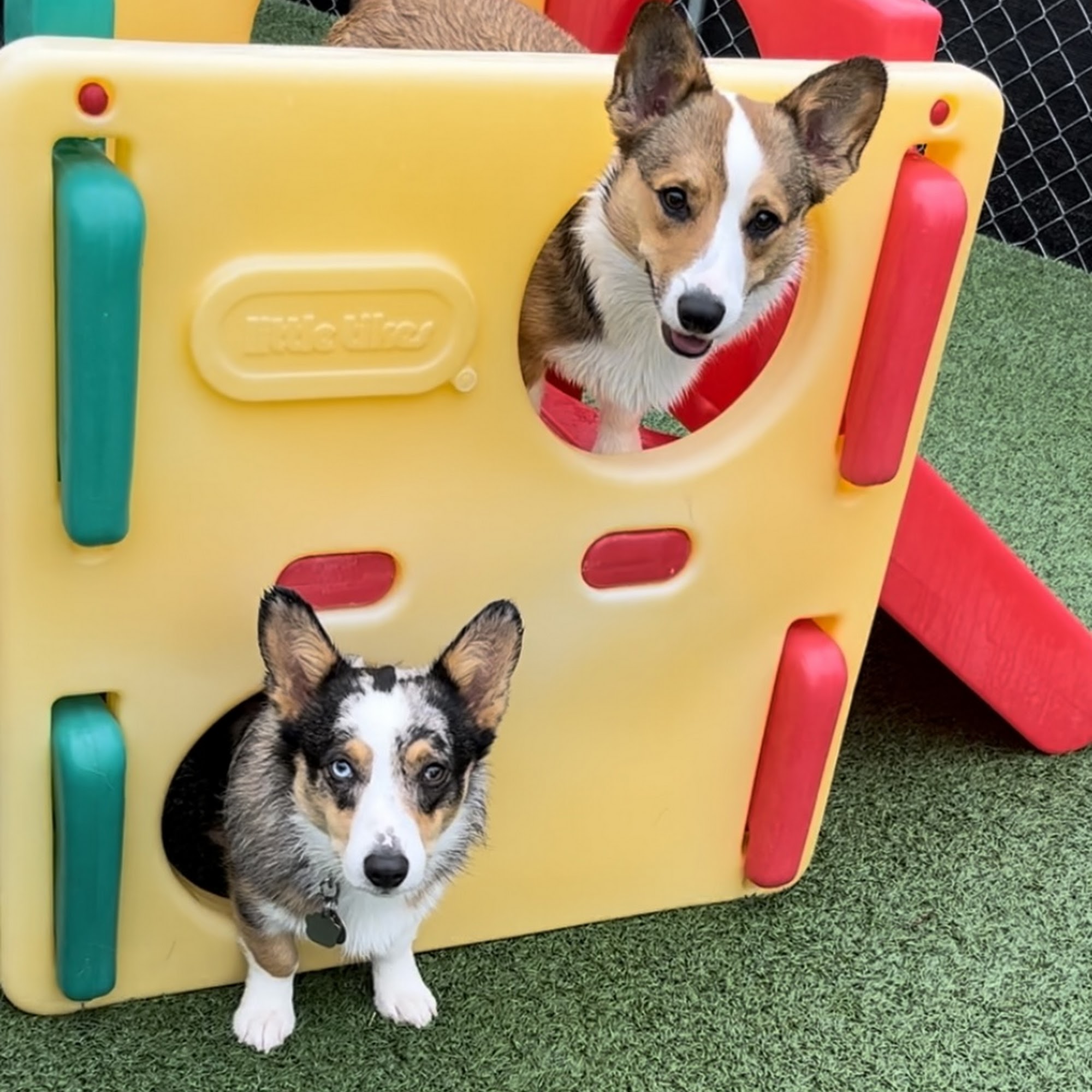 MegaPaws Doggie Daycare Camdenton