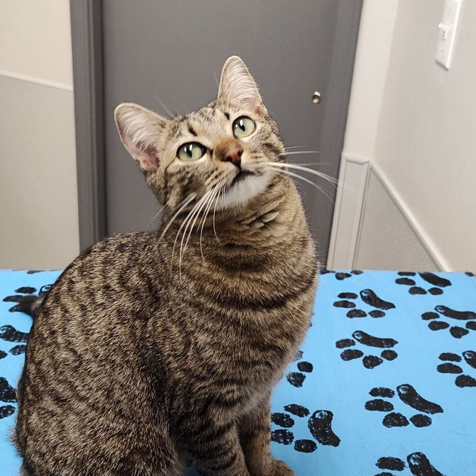 Dogwood Veterinary Hospital Cape Girardeau