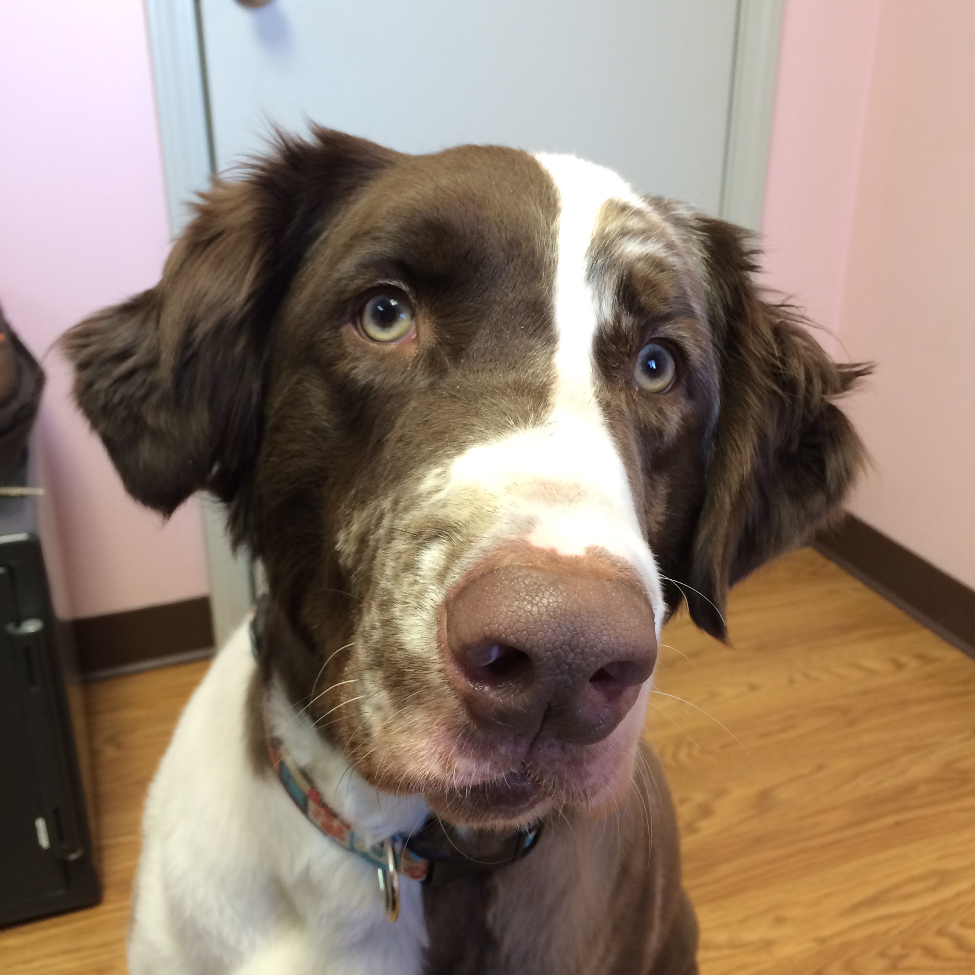 Lacroix Pet Hospital Cape Girardeau