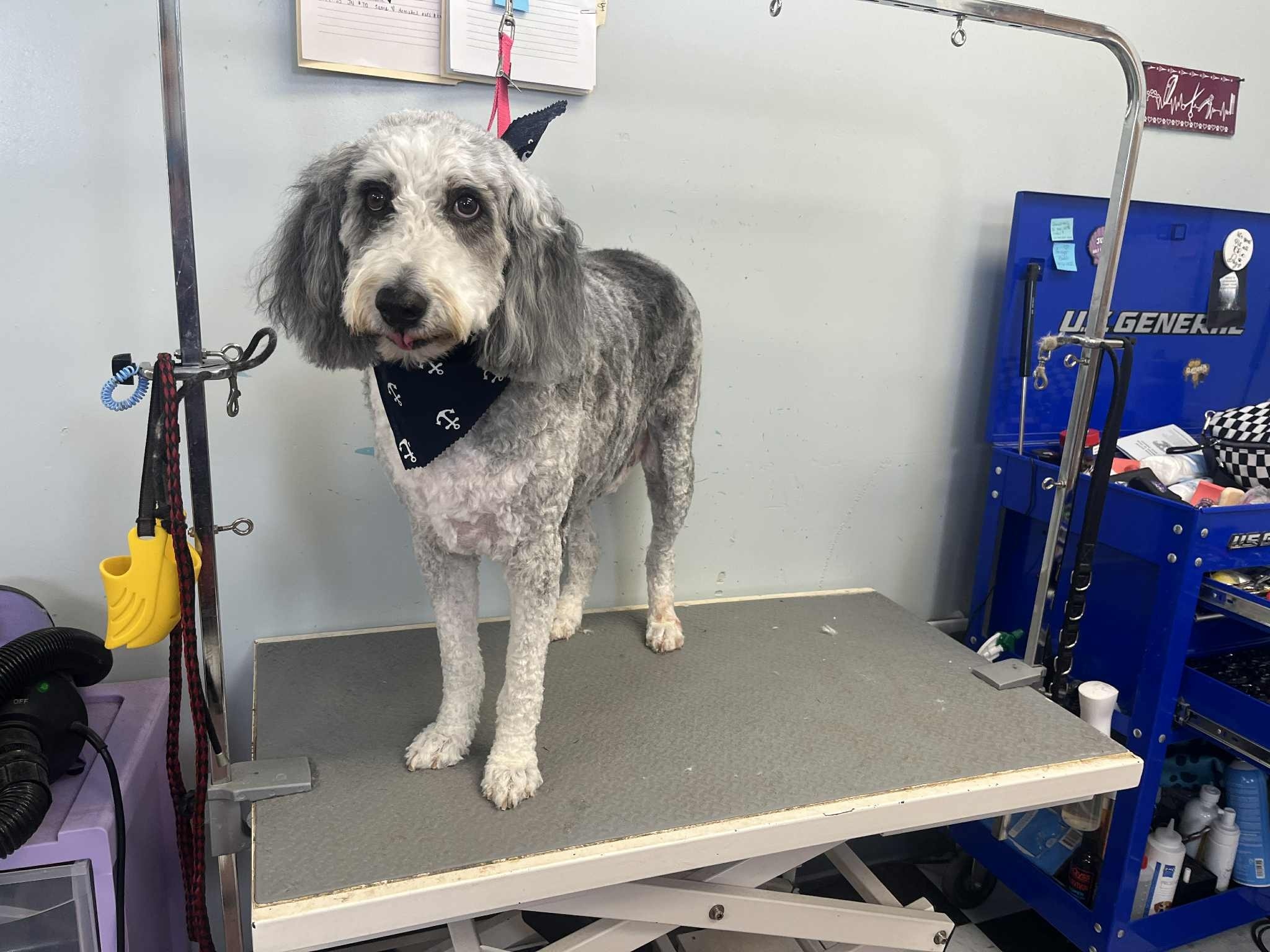 Happy Tails Boarding, Daycare & Grooming Cape Girardeau