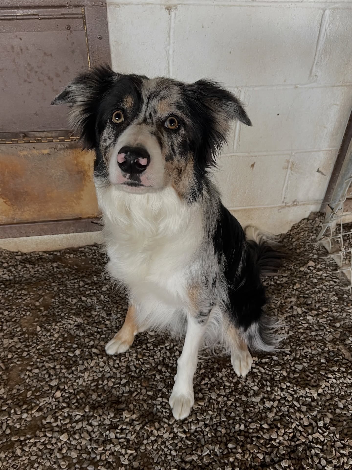 Busch's Kennel Cape Girardeau