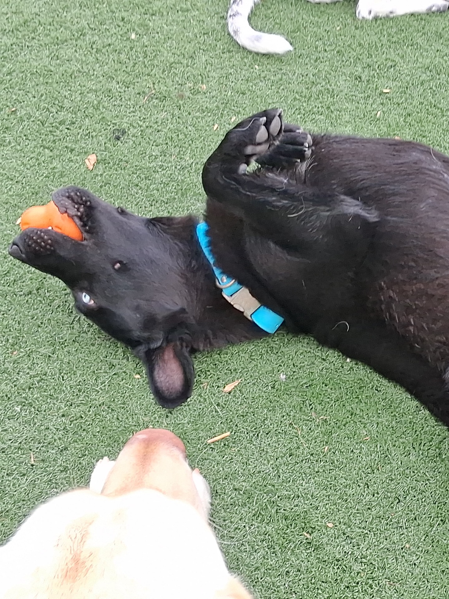 Deer Creek Doggie Day Camp Cape Girardeau