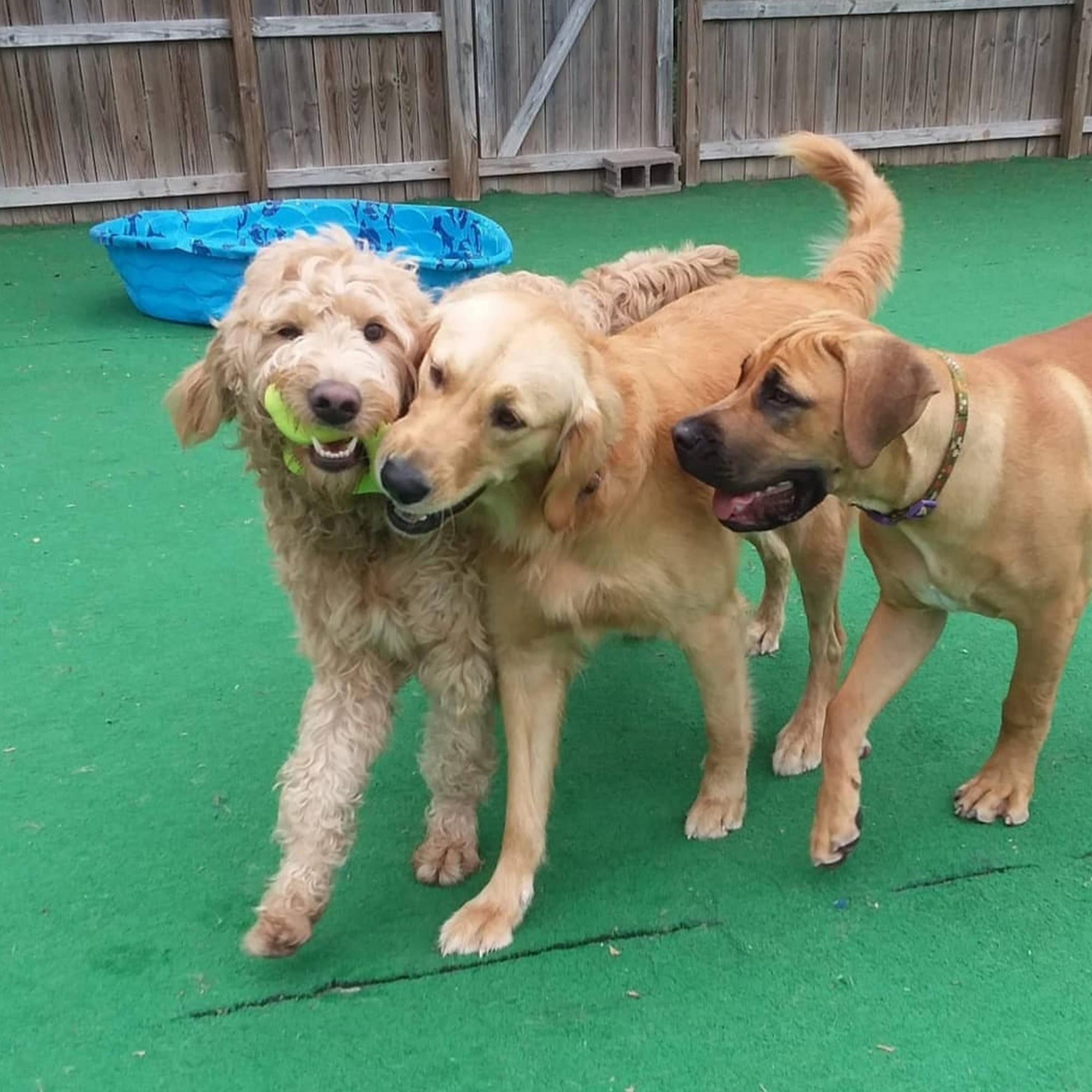 Deer Creek Doggie Day Camp Cape Girardeau