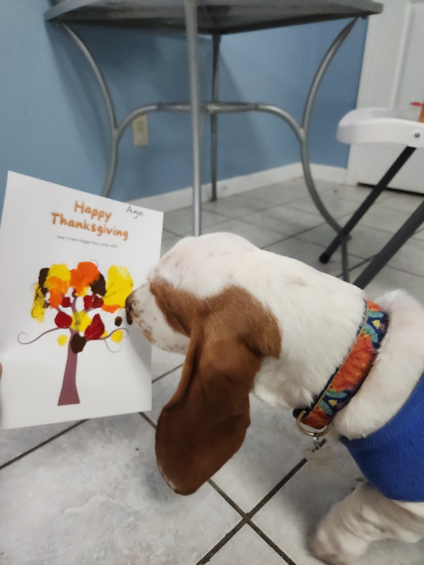 Deer Creek Doggie Day Camp Cape Girardeau