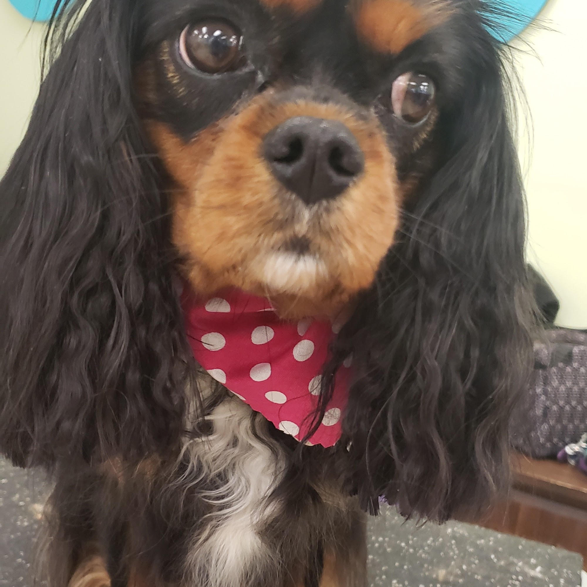 House Of Paws Cape Girardeau