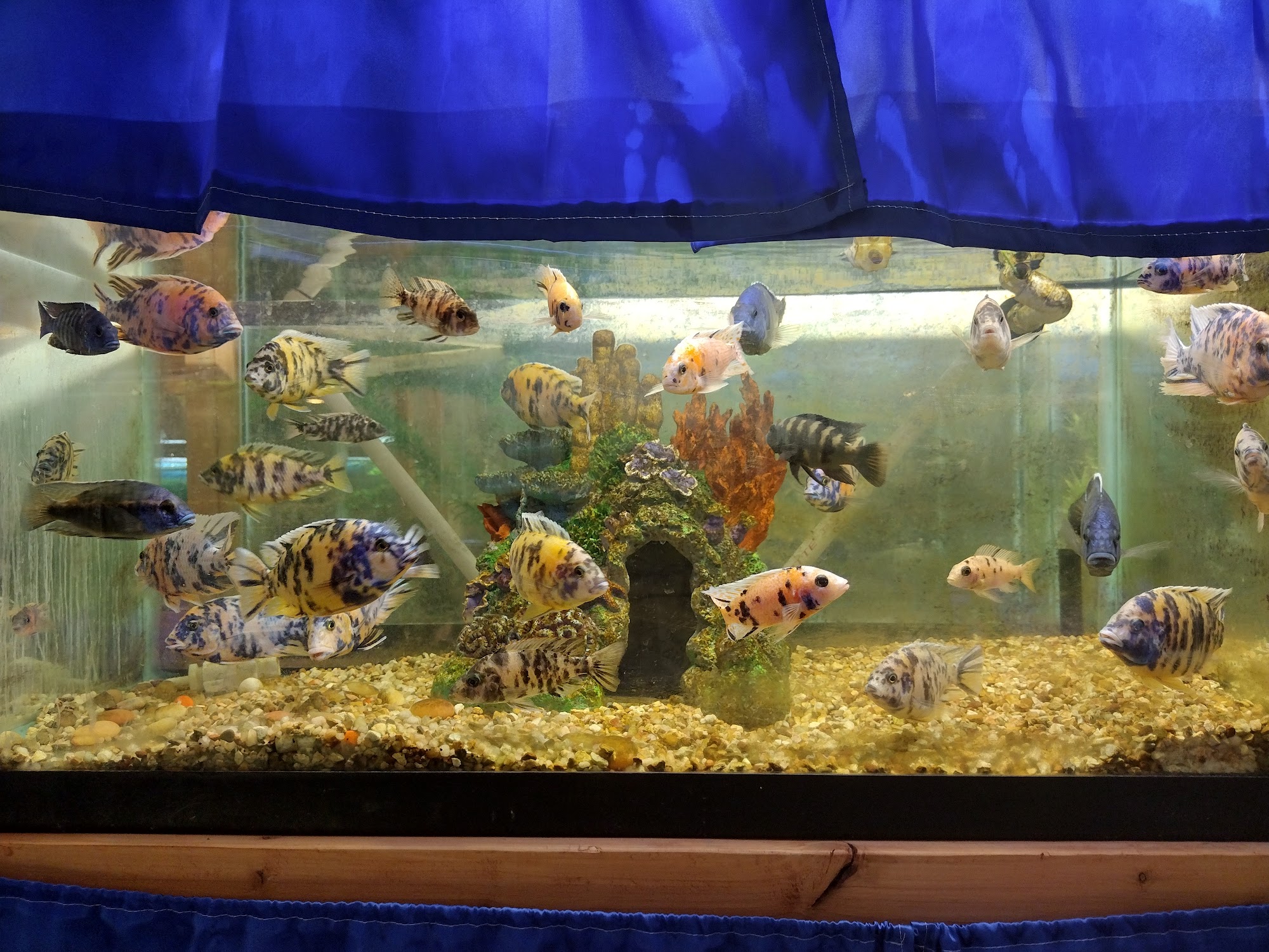 Tropical Island Pets Cape Girardeau