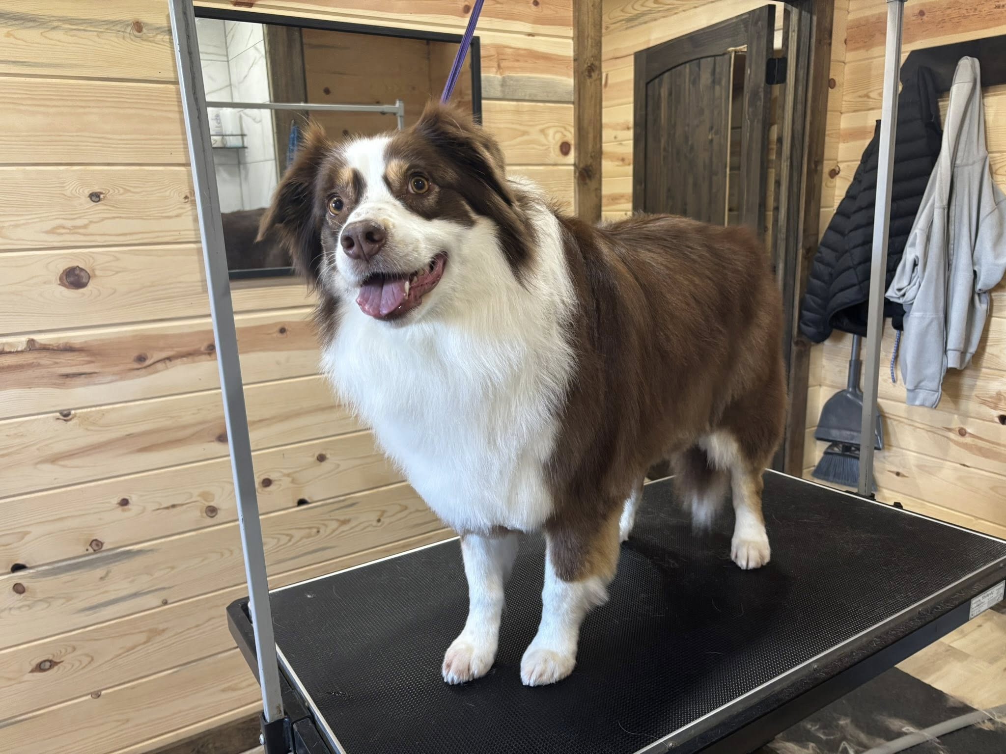 Happy Tails Dog Grooming Carthage