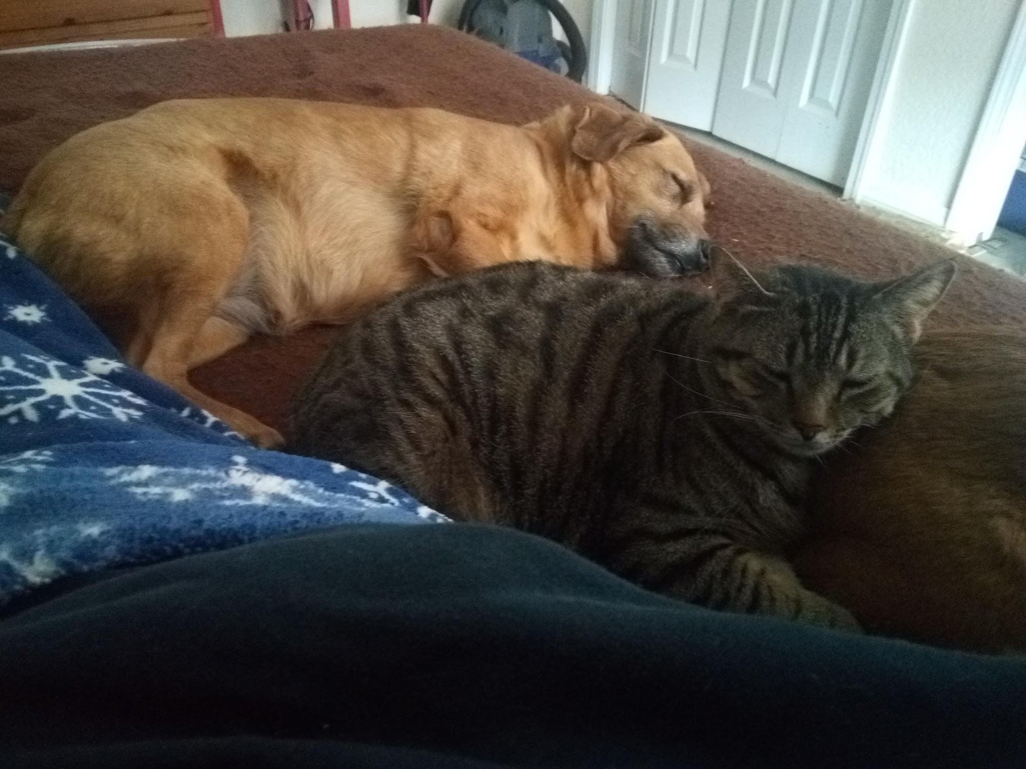 Barry County Veterinary Service PC Cassville