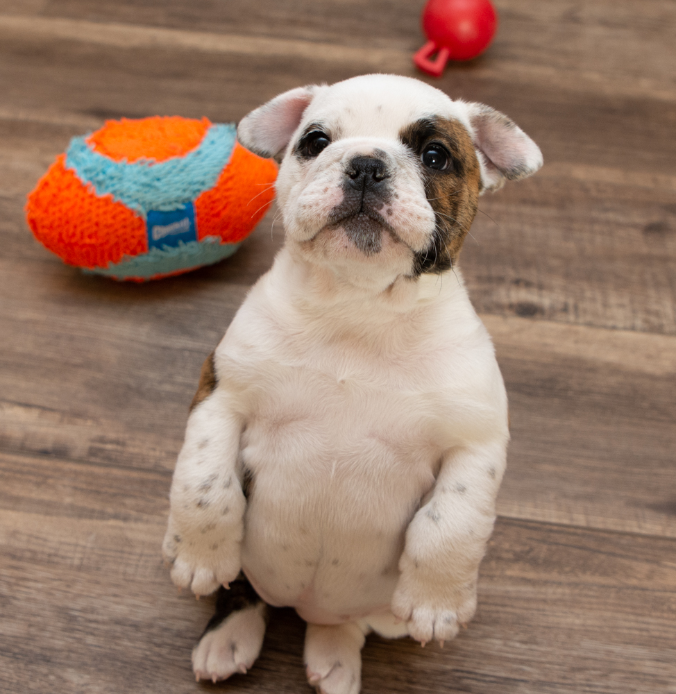 Castlewood Bulldogs Caulfield