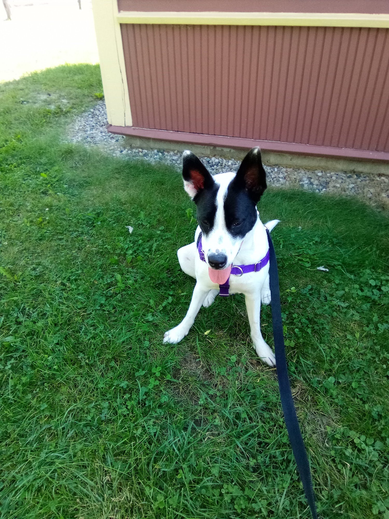 Kersting Veterinary Hospital and Bird Medicine and Surgery Chesterfield