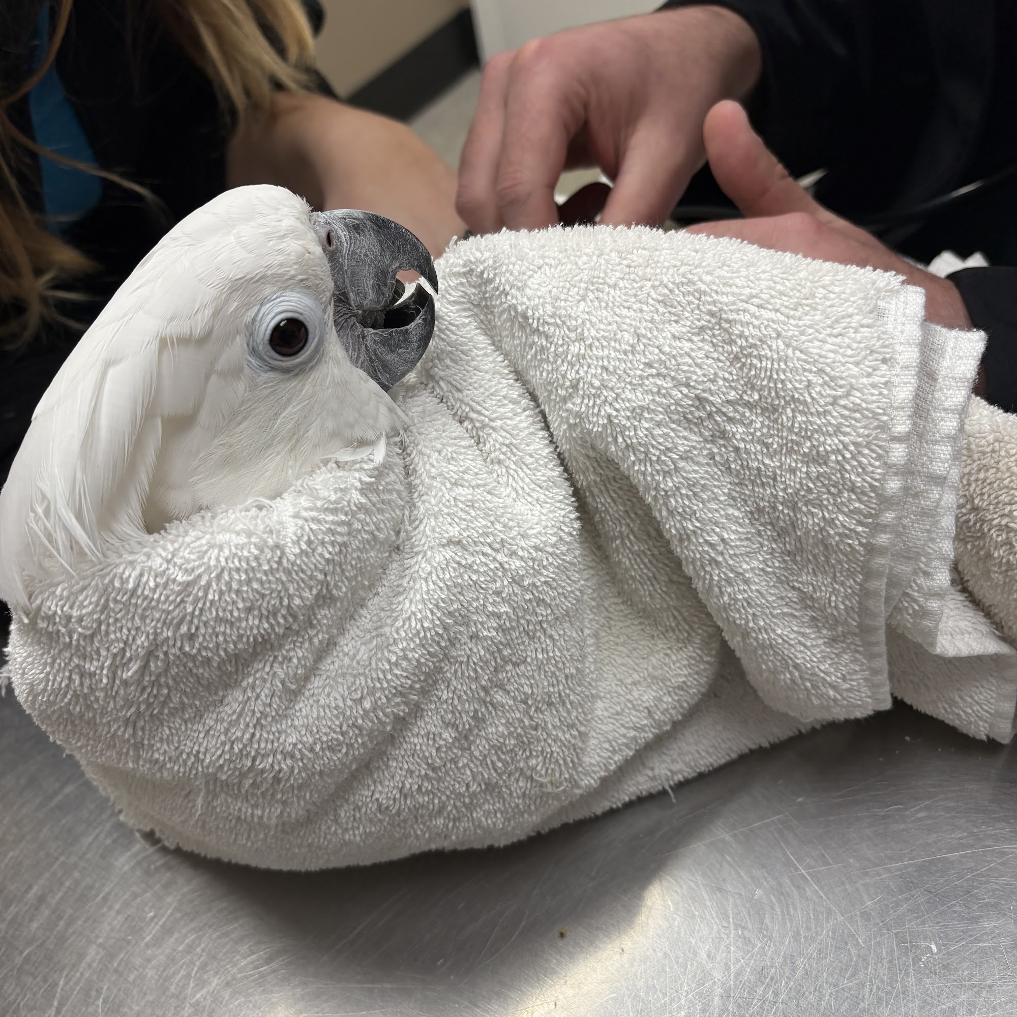 Kersting Veterinary Hospital and Bird Medicine and Surgery Chesterfield