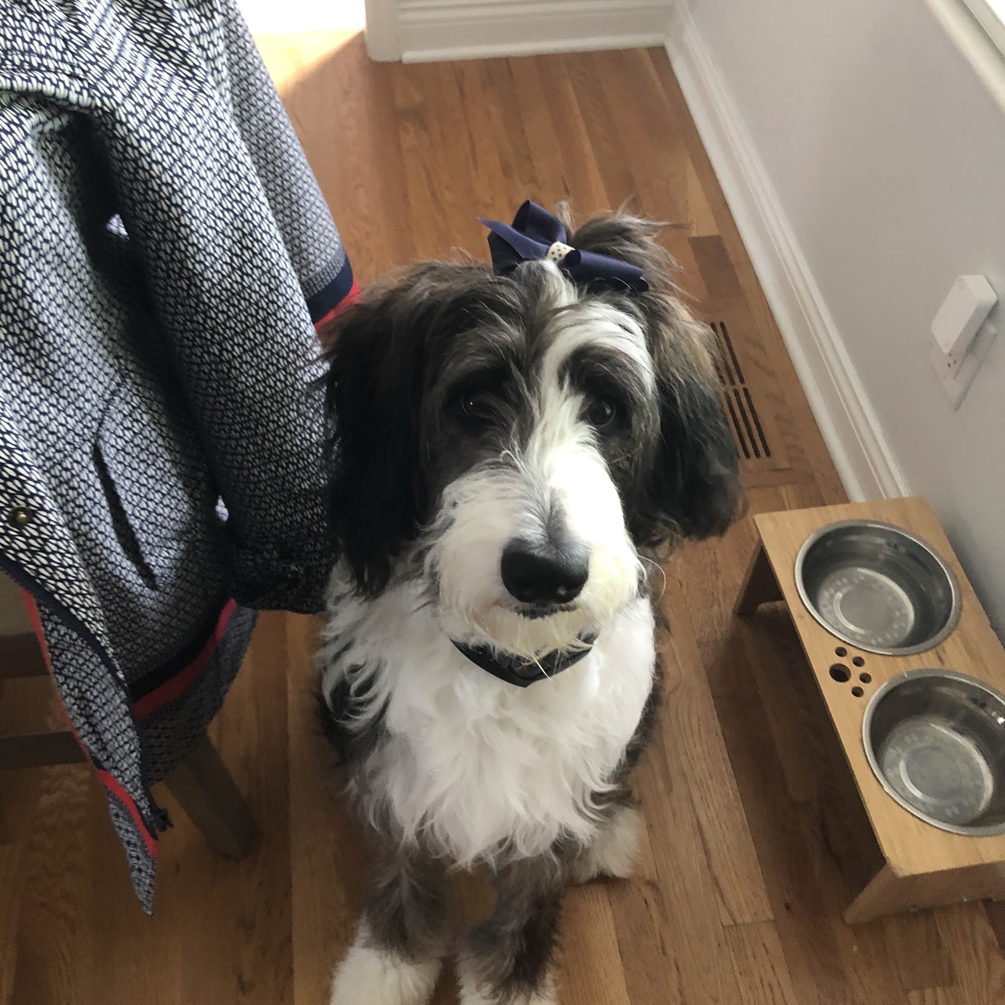 Veterinary Care Center - Formerly Village Animal Clinic Chesterfield